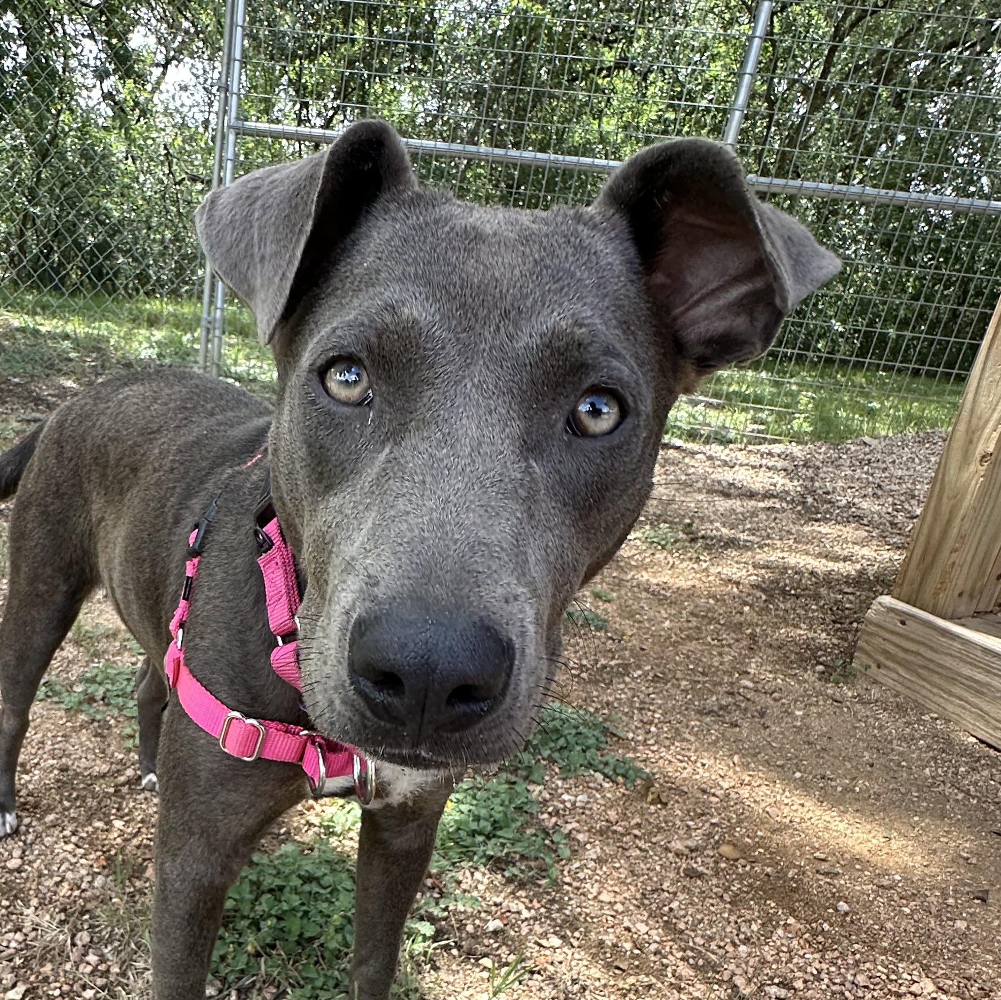 Lily, Adoptable, Young Female Terrier.