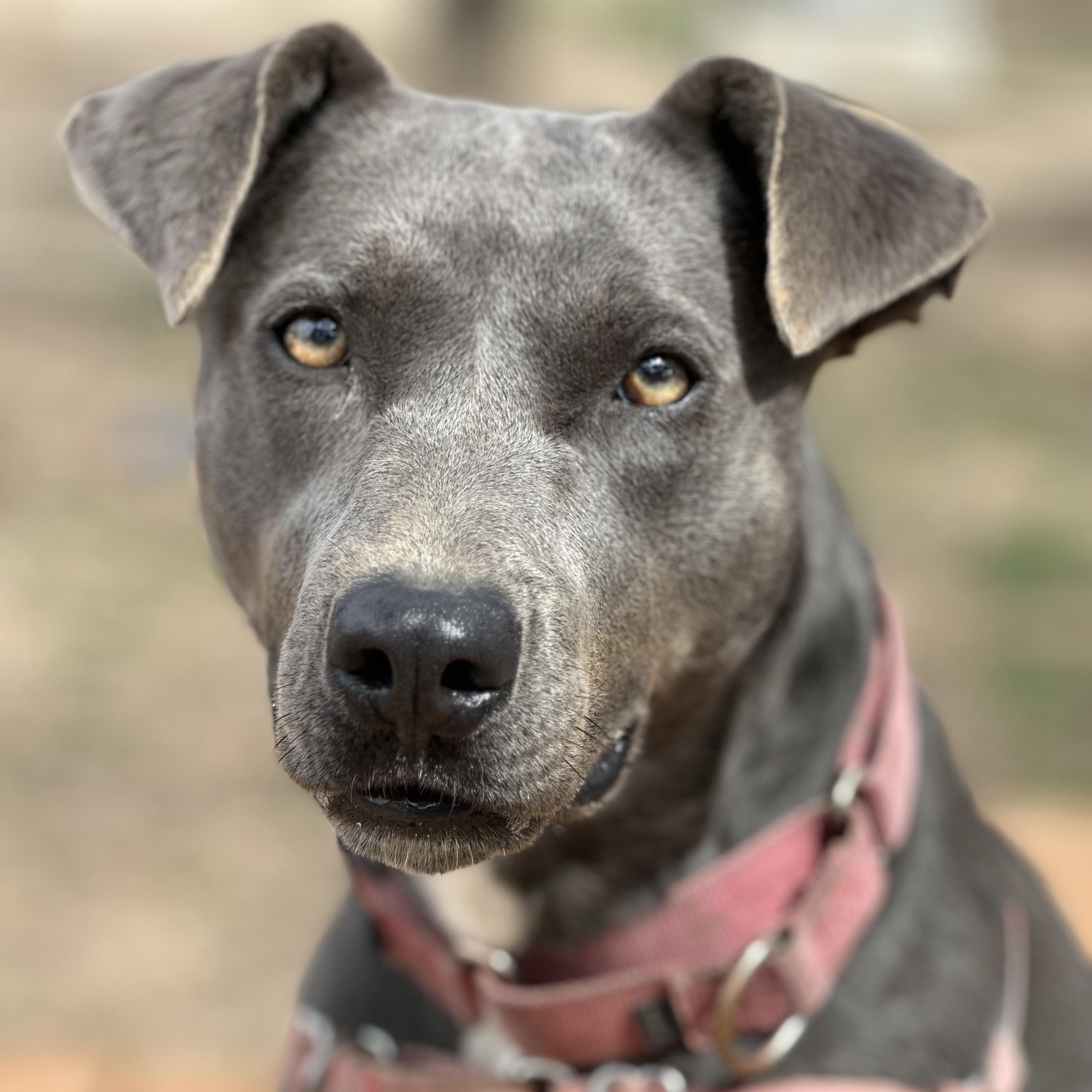 Enlarge Lily, a Adoptable mixed breed in Bulverde, TX image 1/6