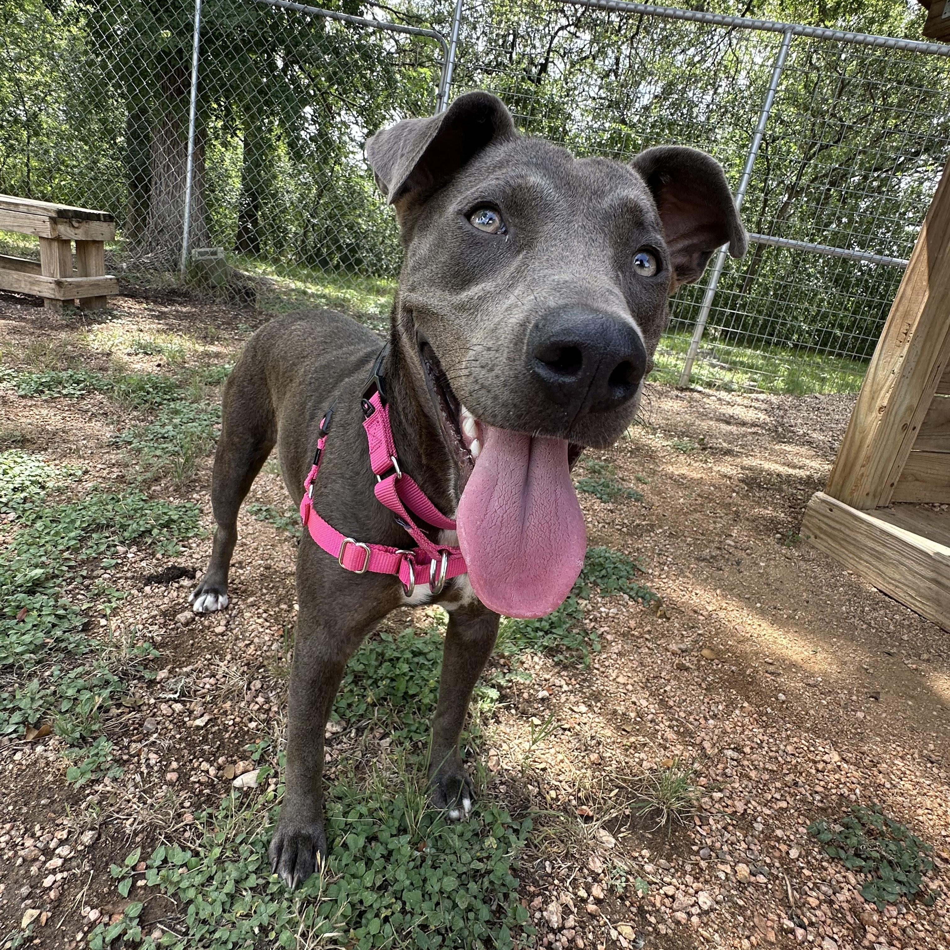 Lily, a Adoptable mixed breed in Bulverde, TX image 5/6