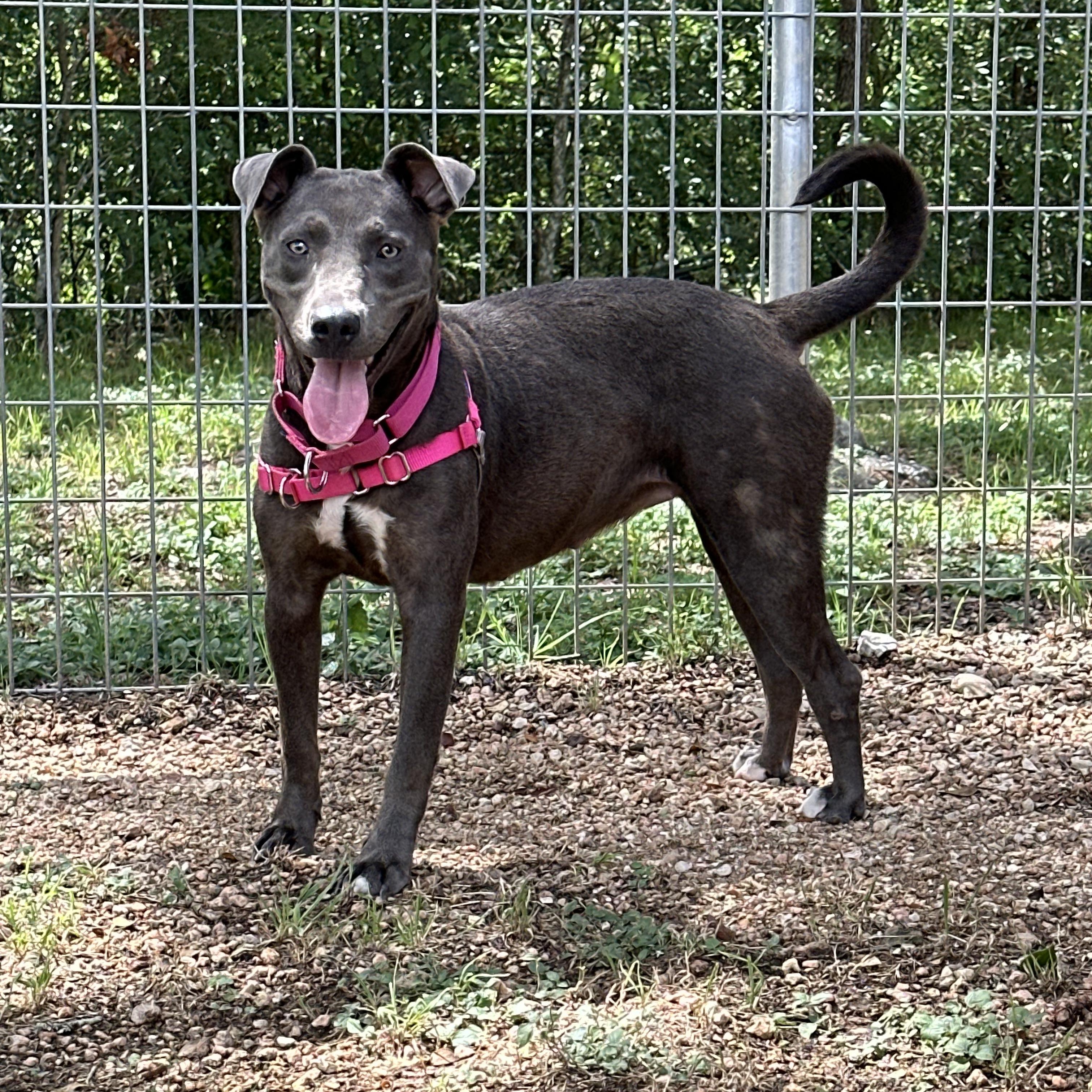 Lily, a Adoptable mixed breed in Bulverde, TX image 2/6