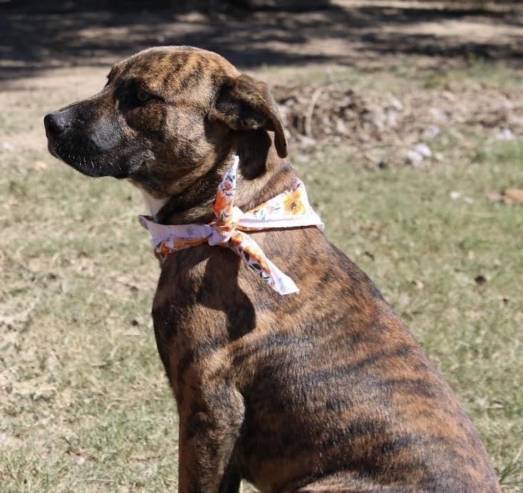 Enlarge Lisa, a Adoptable mixed breed in Johnston , RI image 3/6