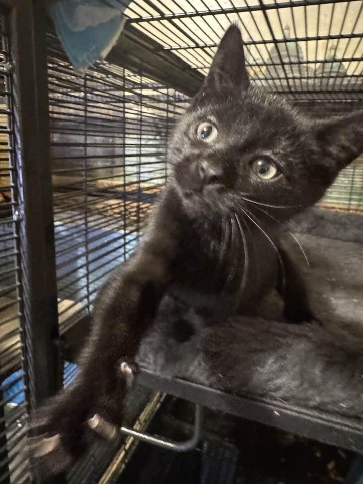 Enlarge Tommy Boy!, a ADOPTABLE mixed breed in Palisades Park, NJ image 1/6