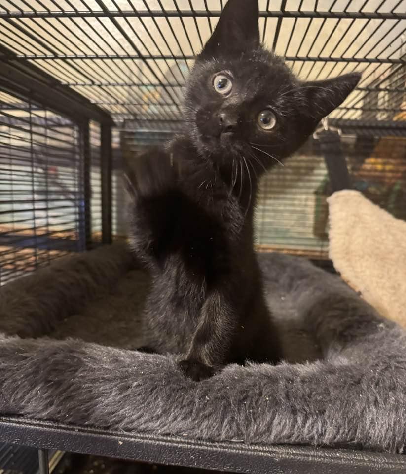 Enlarge Tommy Boy!, a ADOPTABLE mixed breed in Palisades Park, NJ image 5/6