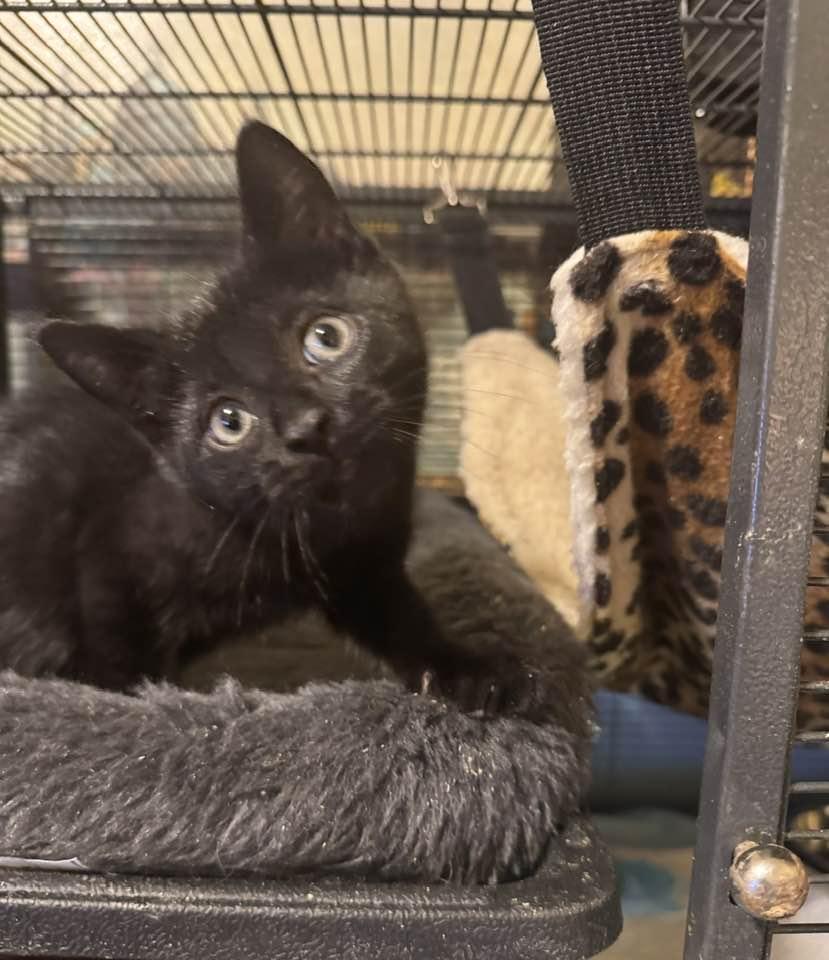 Enlarge Tommy Boy!, a ADOPTABLE mixed breed in Palisades Park, NJ image 2/6