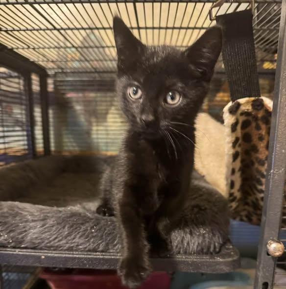 Enlarge Tommy Boy!, a ADOPTABLE mixed breed in Palisades Park, NJ image 4/6