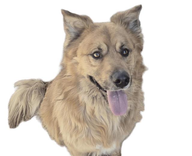 YUKON, Adoptable, Adult Male Australian Shepherd & Mixed Breed.