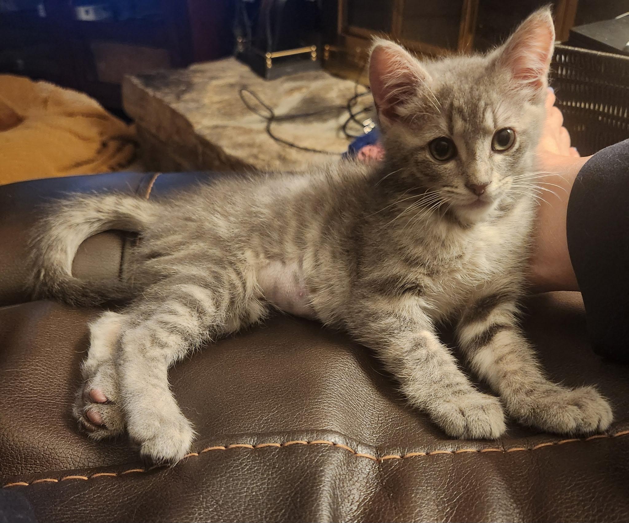 Sloane, an adopted Domestic Short Hair in Leesburg, VA image 2/5