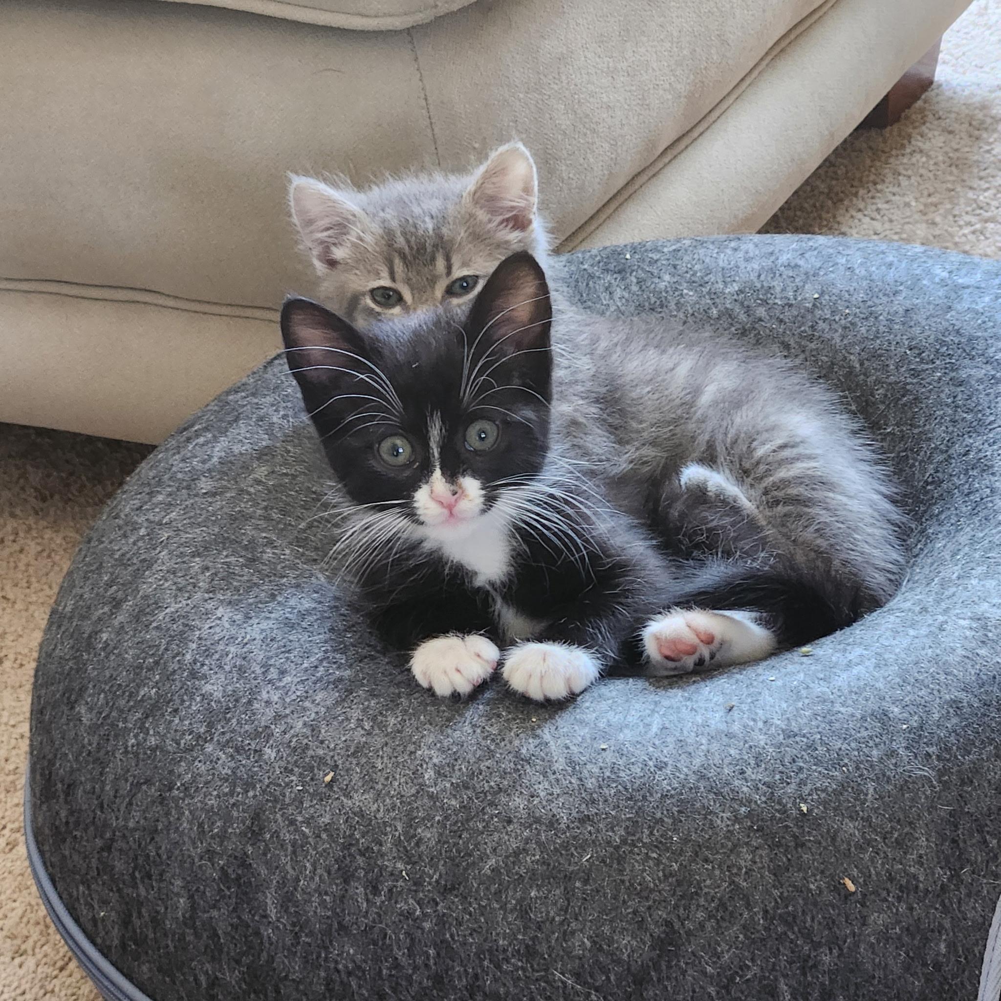 Sloane, an adopted Domestic Short Hair in Leesburg, VA image 3/5