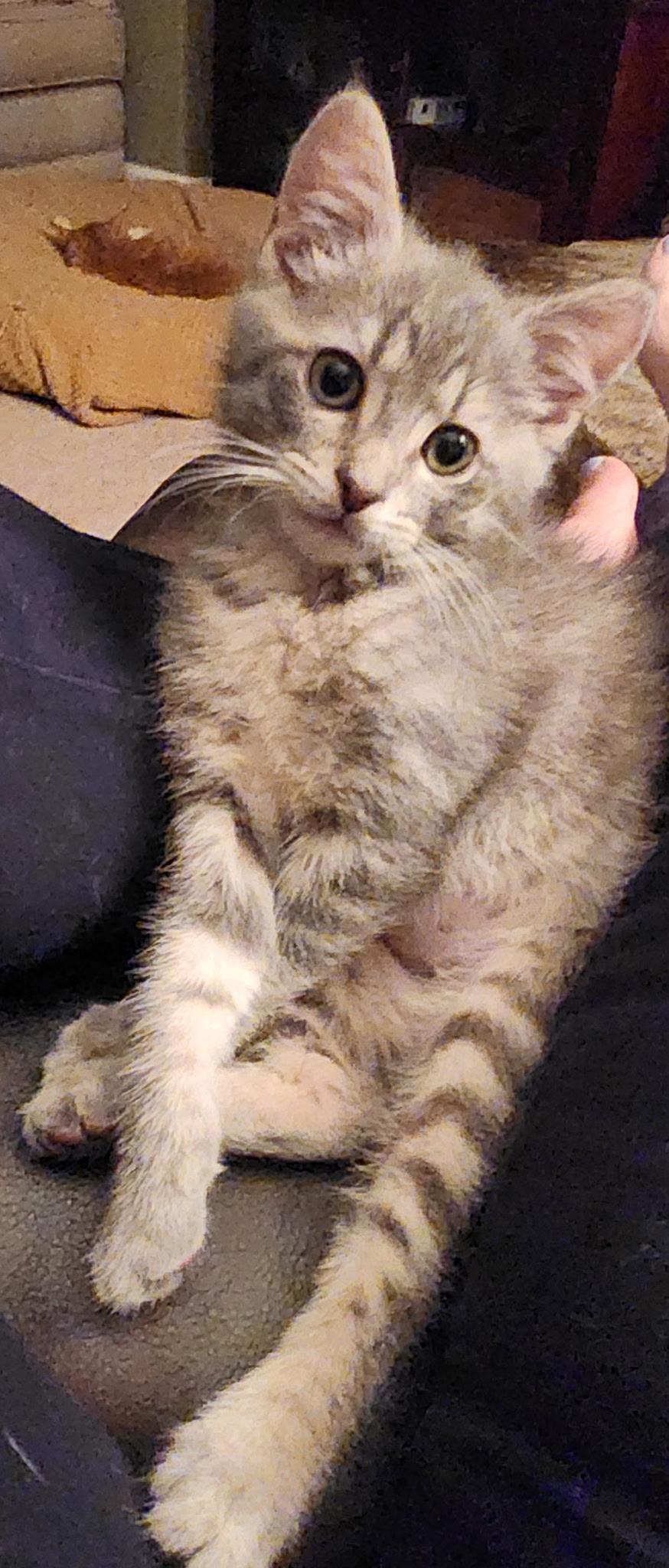 Sloane, an adopted Domestic Short Hair in Leesburg, VA image 4/5