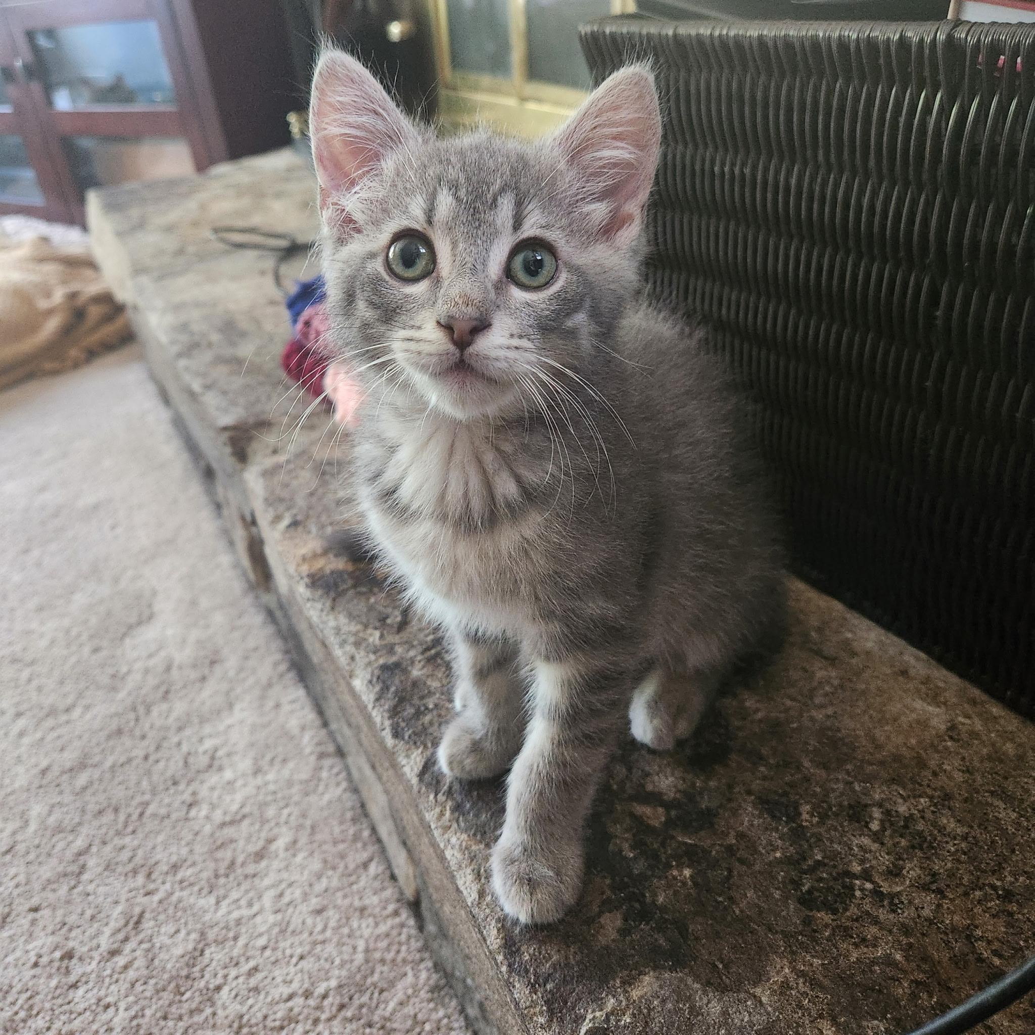 Sloane, an adopted Domestic Short Hair in Leesburg, VA image 1/5