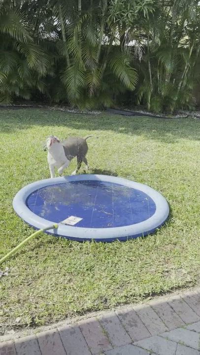 Enlarge Kalinka, a Adopted Mixed Breed in Hobe Sound, FL video 1/3