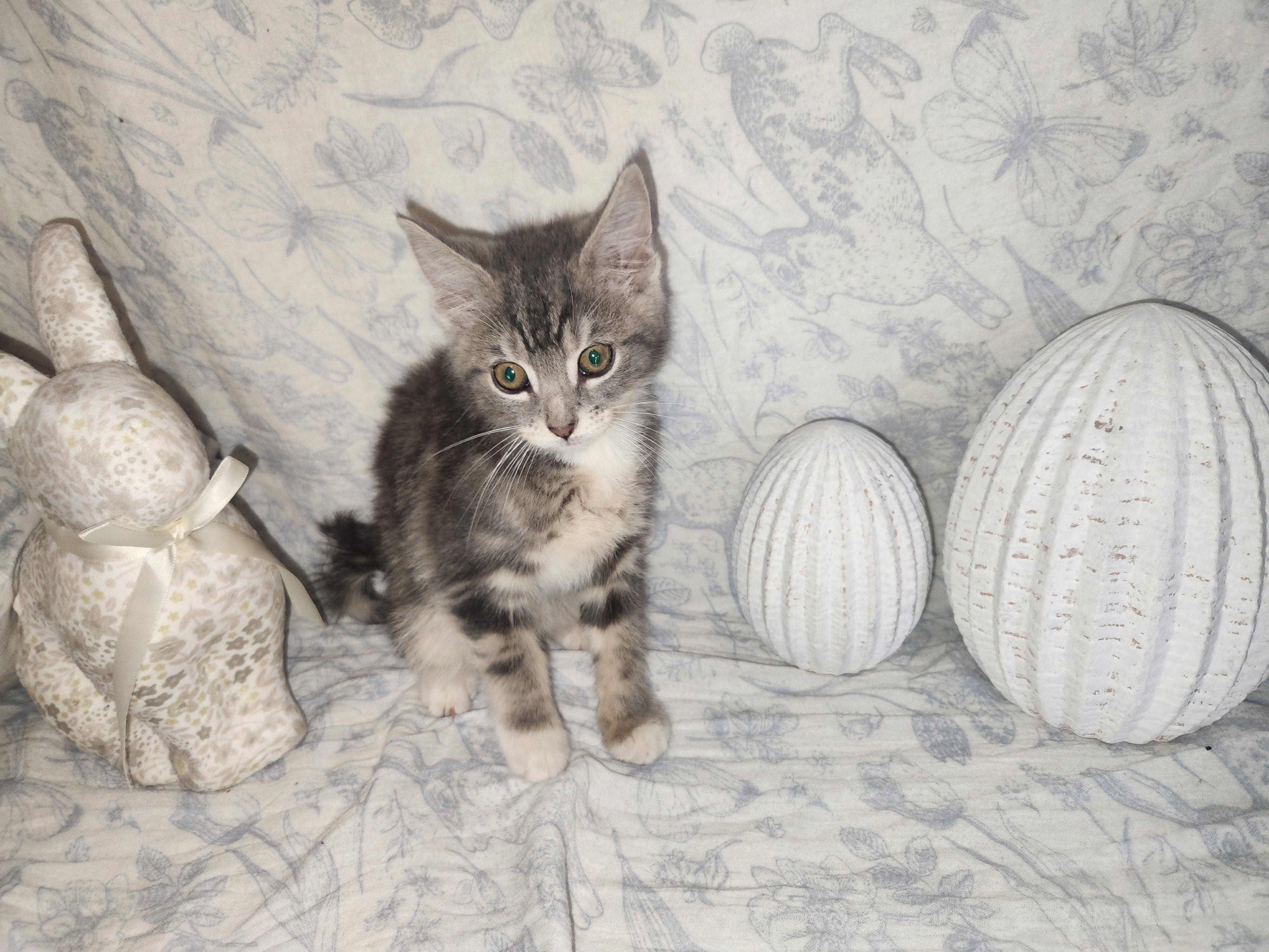 Enlarge Peacock, a Adopted Domestic Medium Hair in Sneads Ferry, NC image 1/3