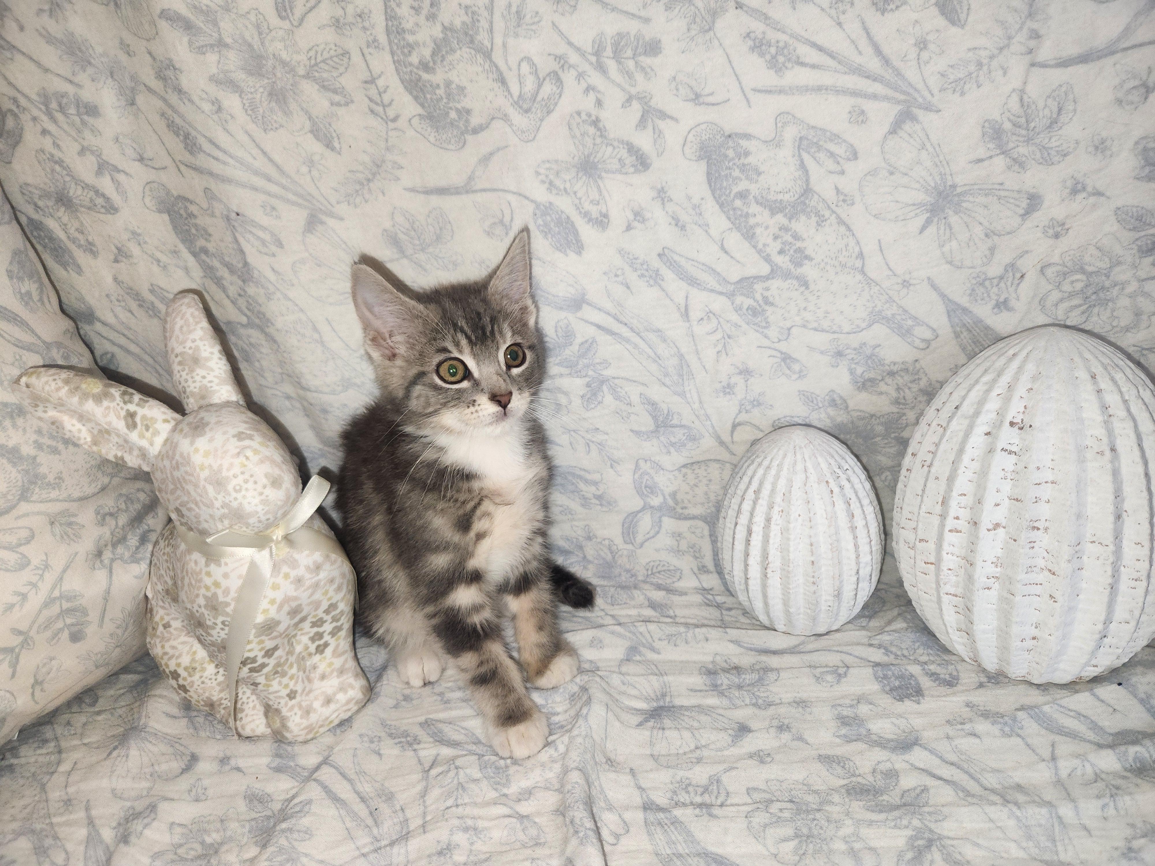 Enlarge Peacock, a Adopted Domestic Medium Hair in Sneads Ferry, NC image 2/3