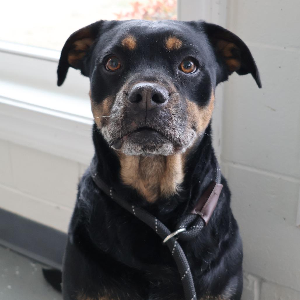 Derry, Adoptable, Senior Female Mixed Breed.