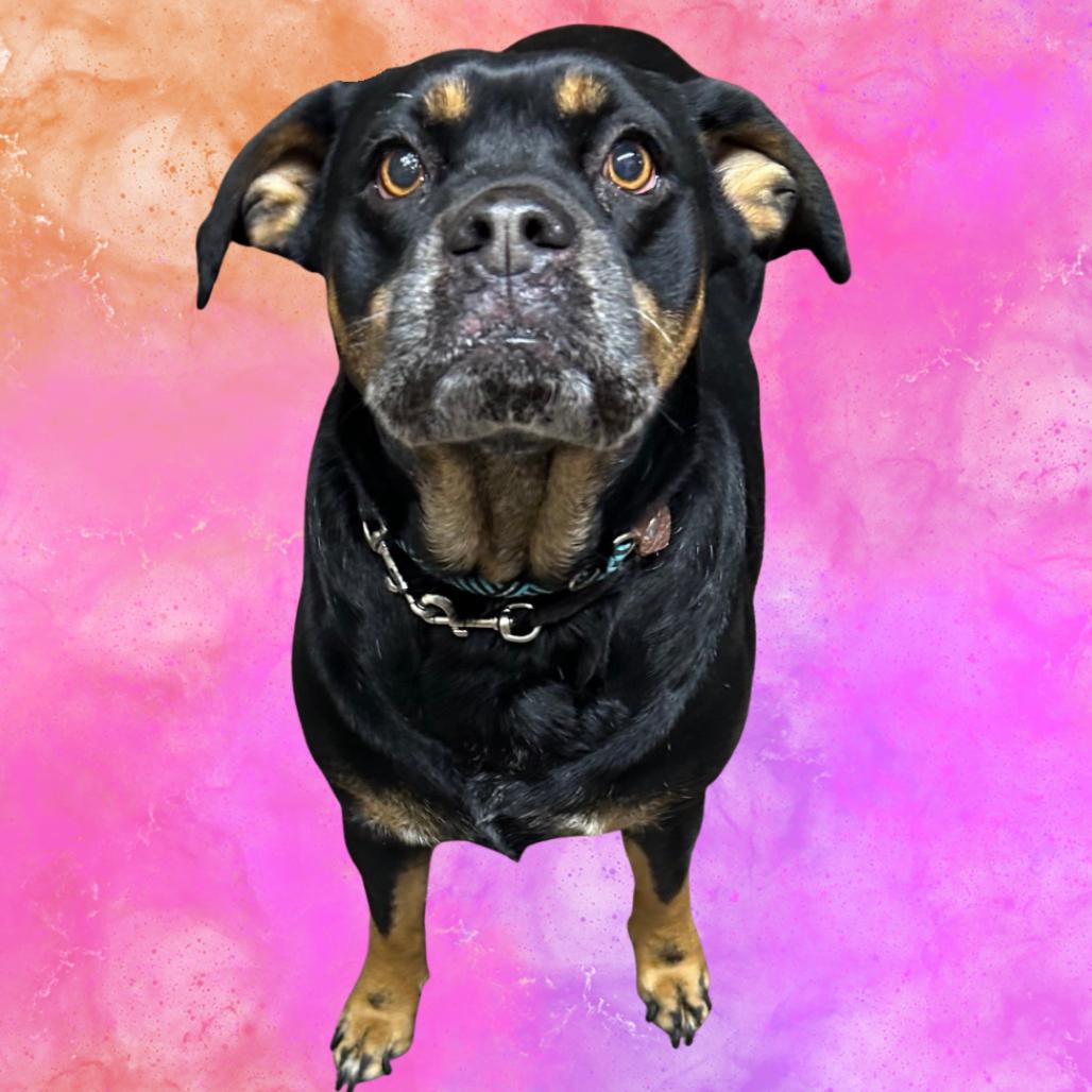 Derry, a Adoptable Mixed Breed in Danville, KY image 1/3