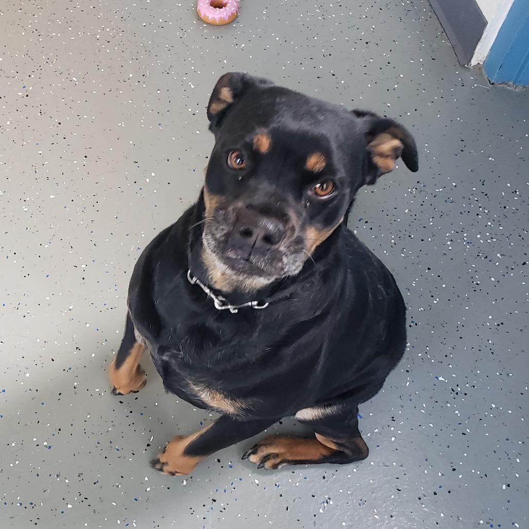 Derry, a Adoptable Mixed Breed in Danville, KY image 2/3