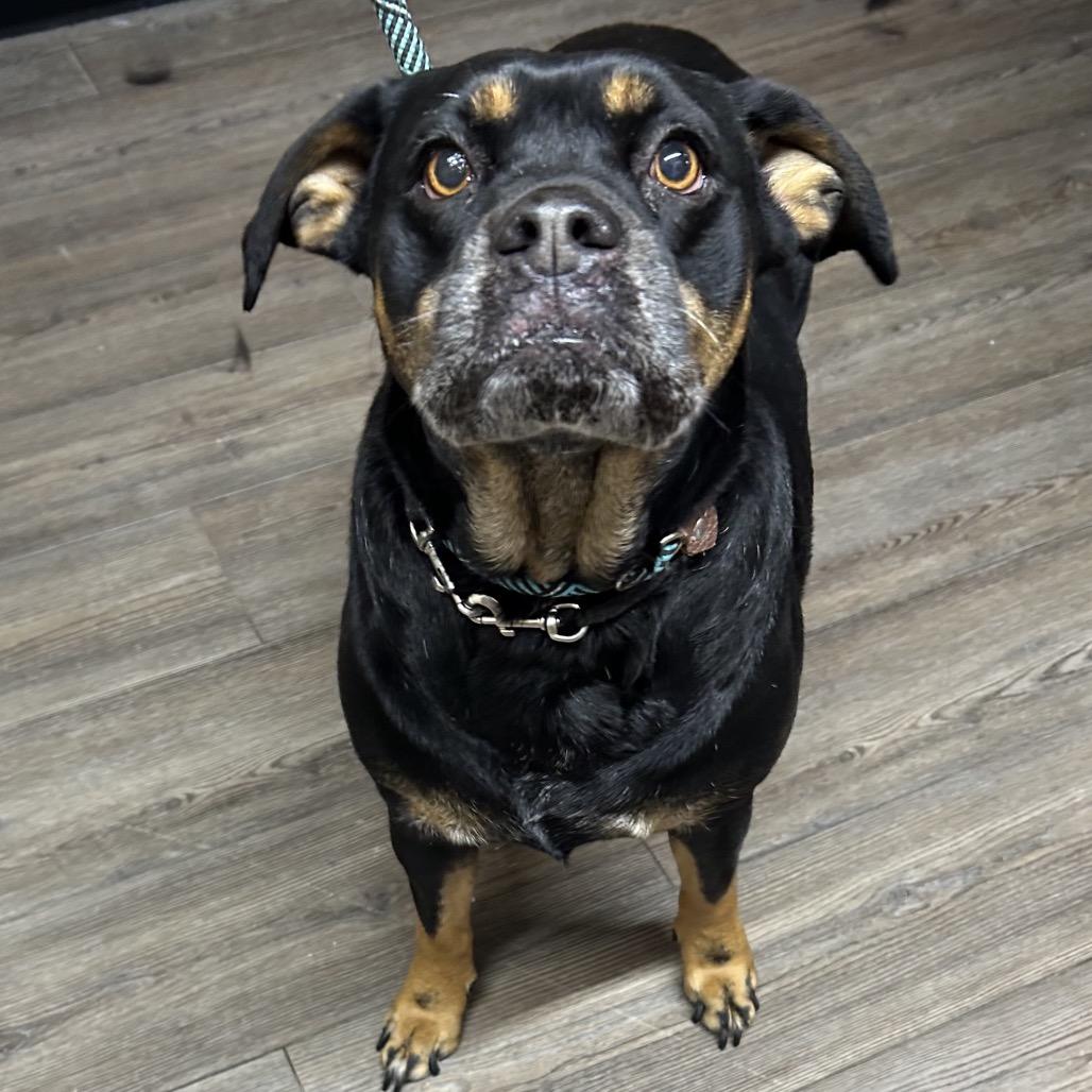 Derry, Adoptable, Senior Female Pit Bull Terrier.