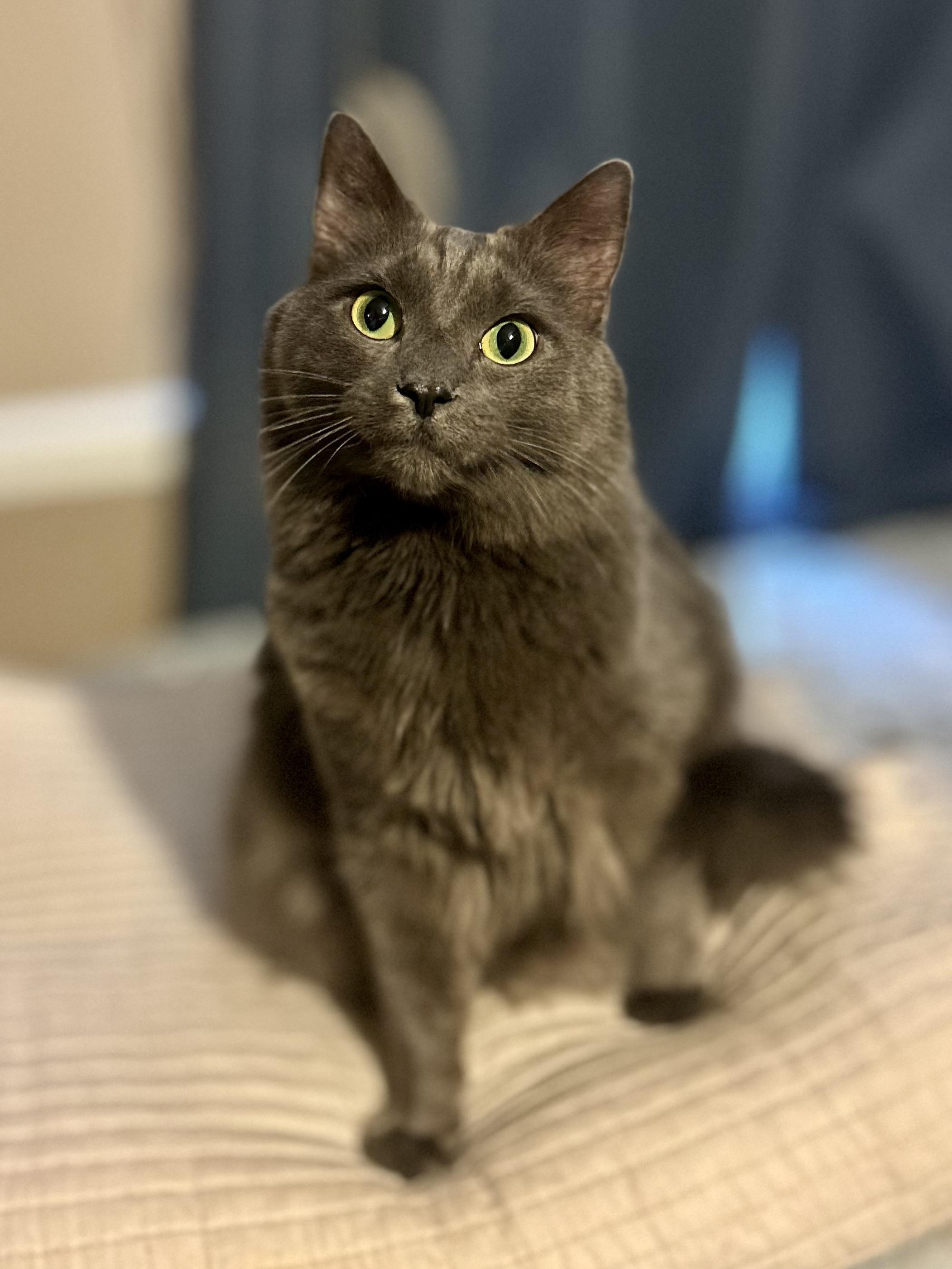 George (**Bonded with Arthur), adopted, Adult Male Domestic Long Hair.