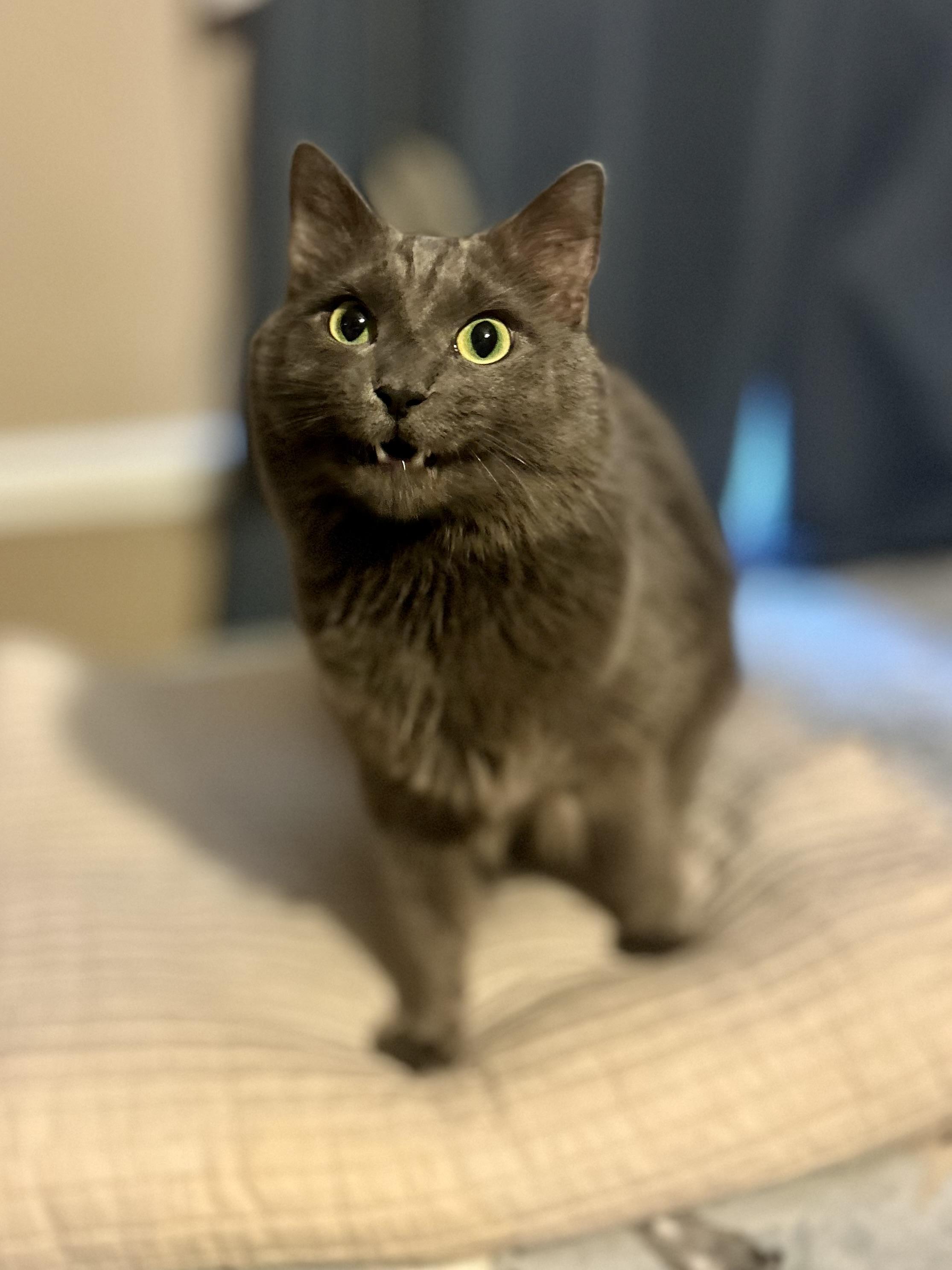 Enlarge George (**Bonded with Arthur), an adopted Domestic Long Hair in Philadelphia, PA image 5/5