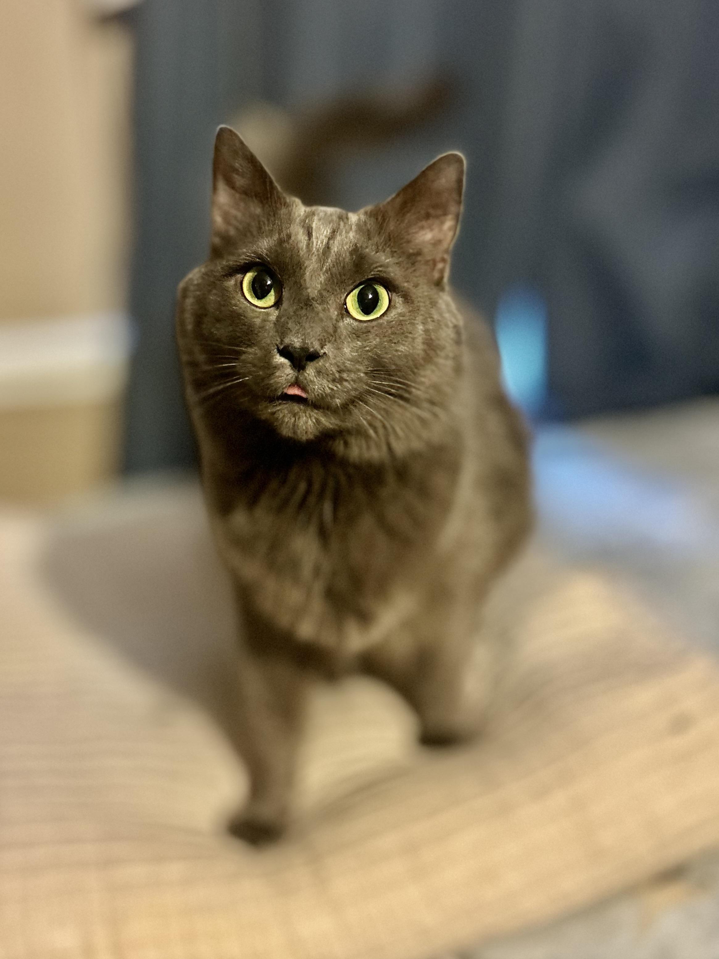 Enlarge George (**Bonded with Arthur), an adopted Domestic Long Hair in Philadelphia, PA image 2/5