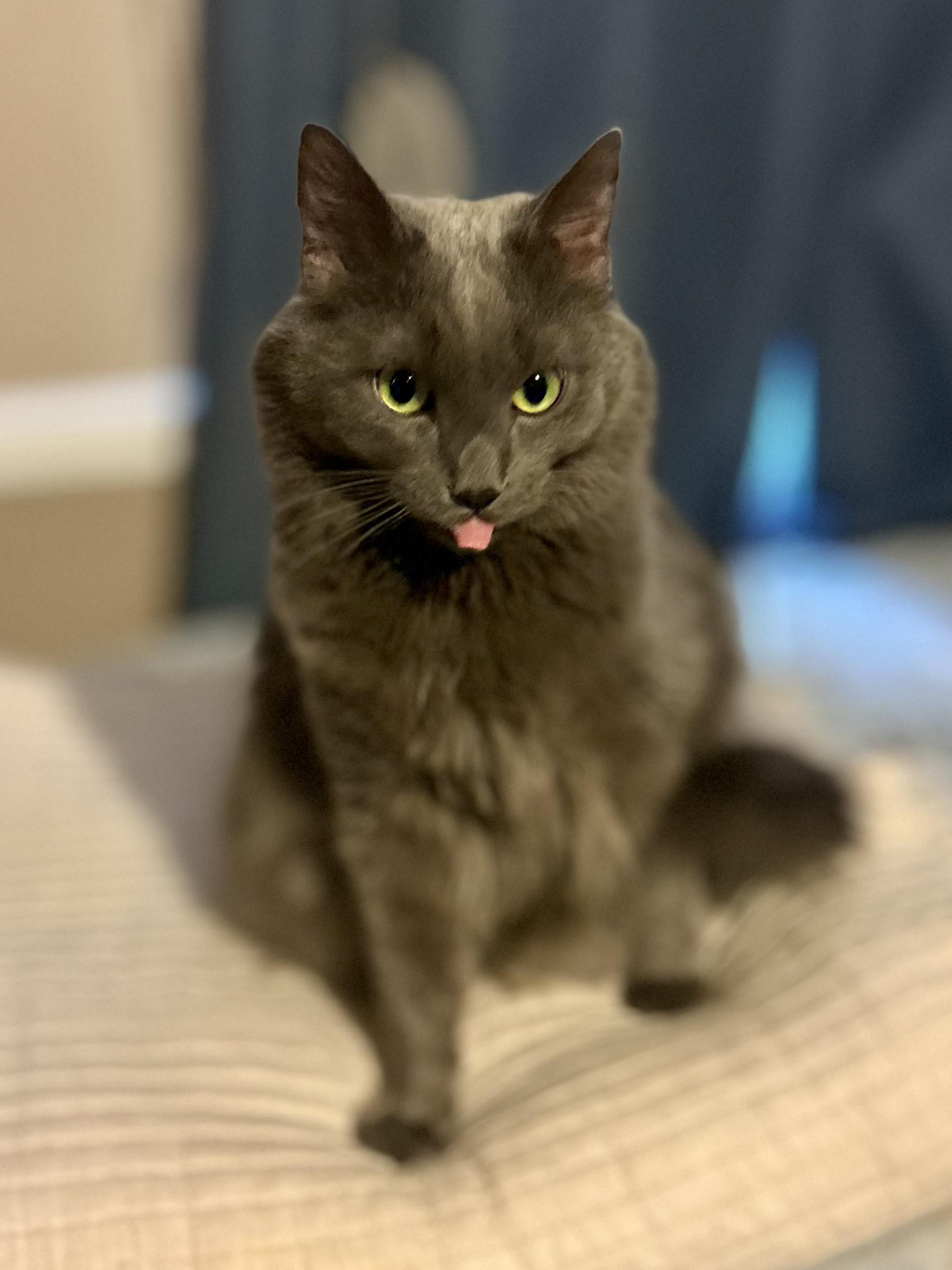 Enlarge George (**Bonded with Arthur), an adopted Domestic Long Hair in Philadelphia, PA image 4/5