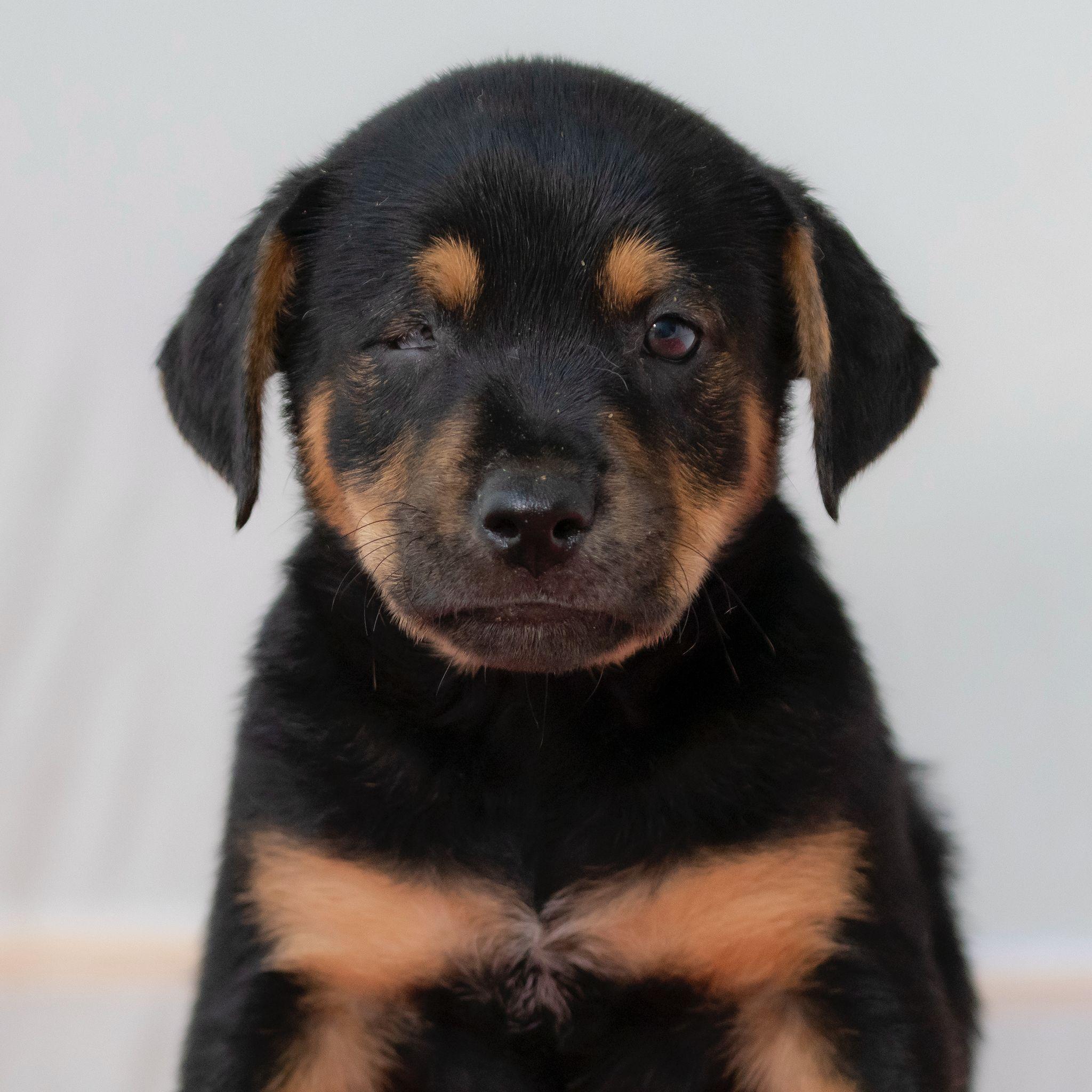 Zeus, adopted, Puppy Male Rottweiler & German Shepherd Dog.