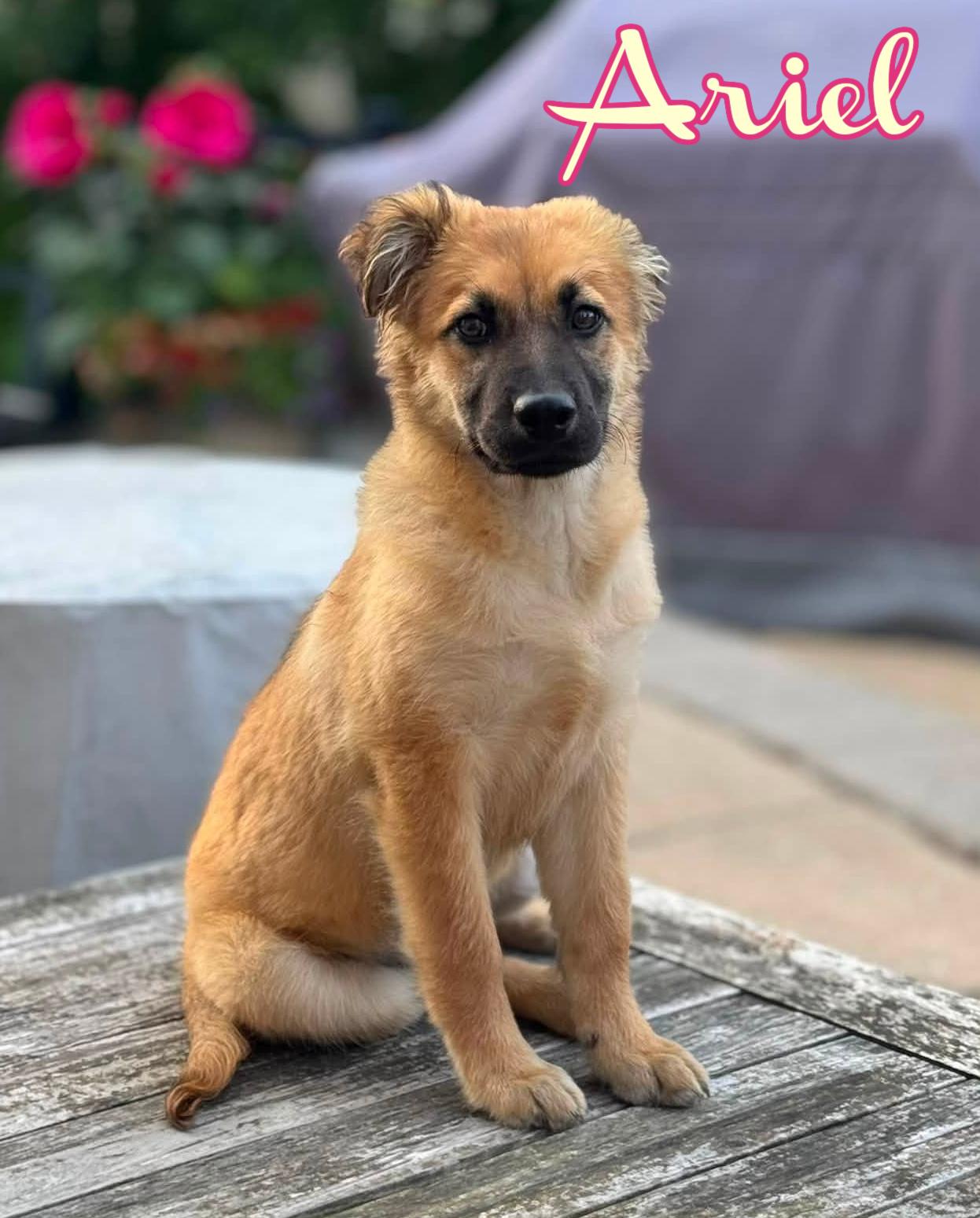 Enlarge Ariel, a ADOPTABLE mixed breed in Elburn, IL image 3/6
