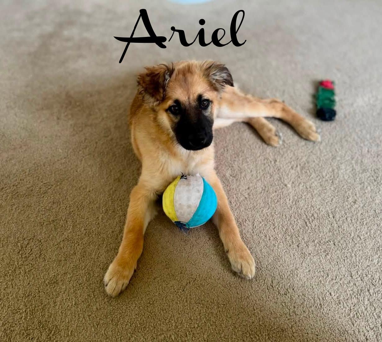 Enlarge Ariel, a ADOPTABLE mixed breed in Elburn, IL image 4/6