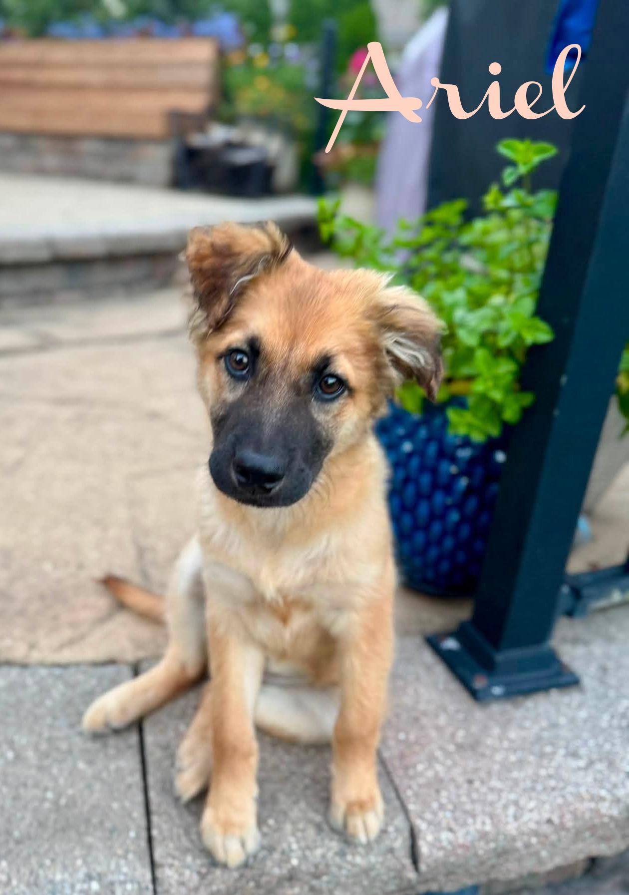 Enlarge Ariel, a ADOPTABLE mixed breed in Elburn, IL image 5/6