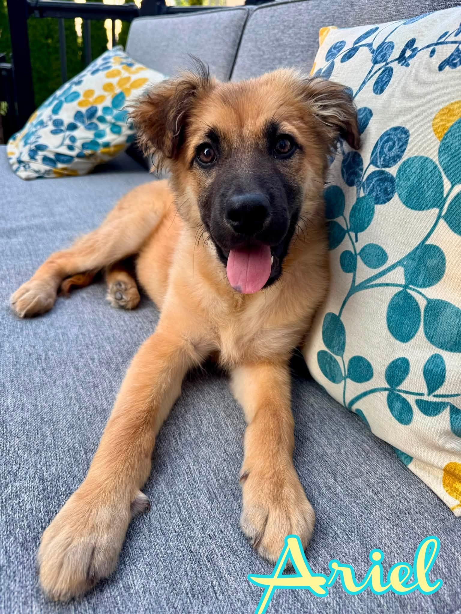 Ariel, ADOPTABLE, Puppy Female Shepherd.