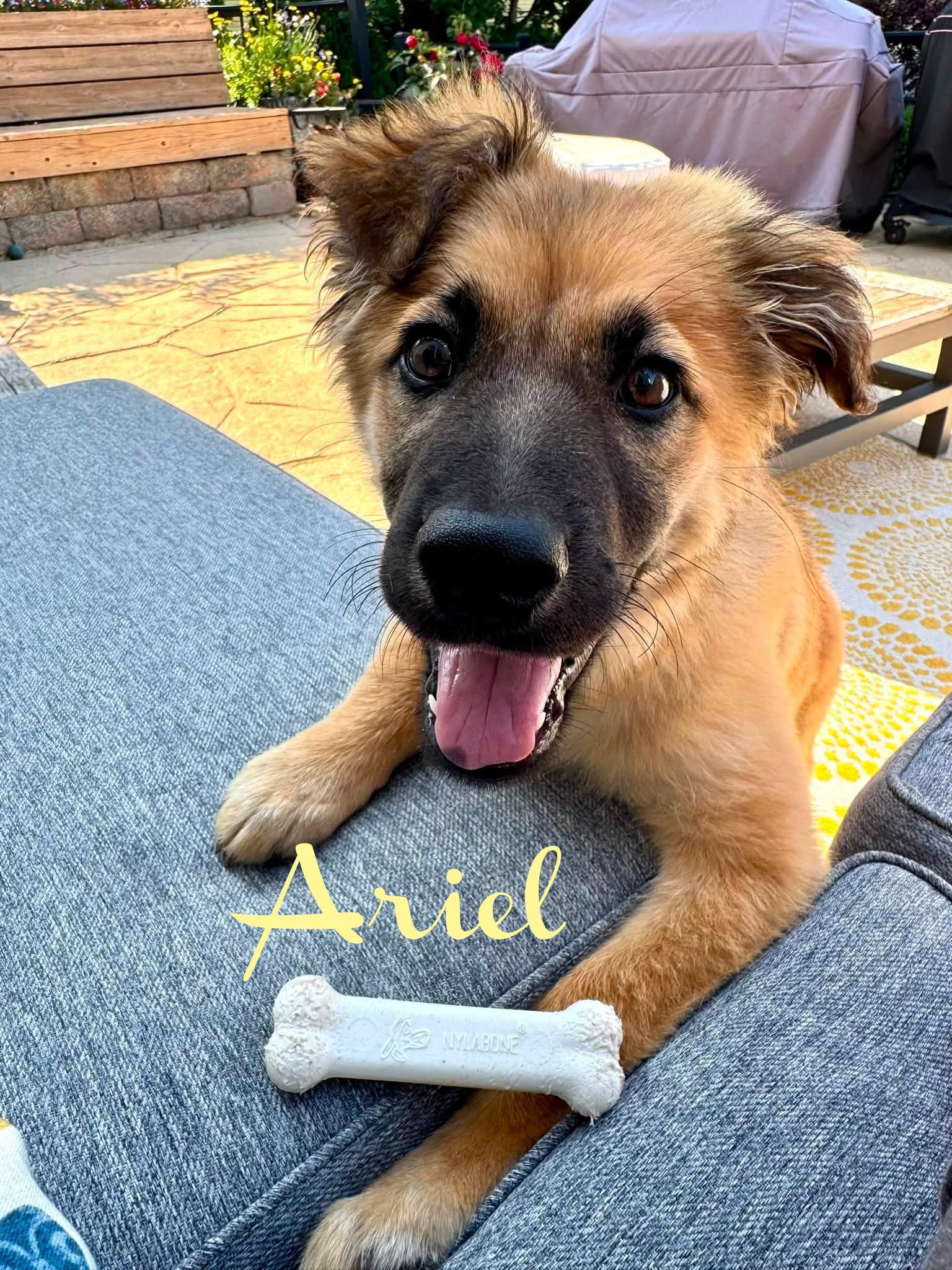 Enlarge Ariel, a ADOPTABLE mixed breed in Elburn, IL image 6/6