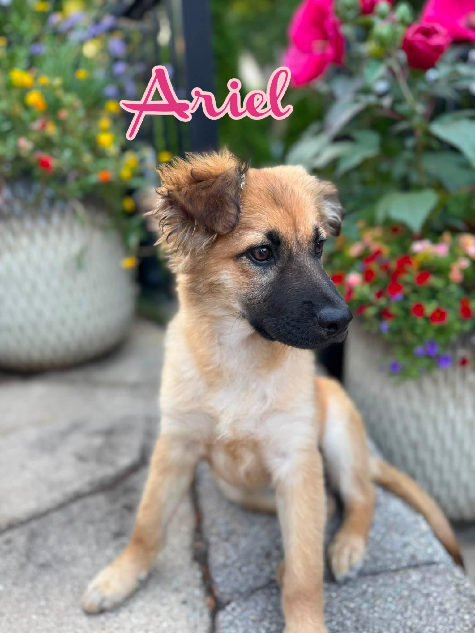 Enlarge Ariel, a ADOPTABLE mixed breed in Elburn, IL image 2/6