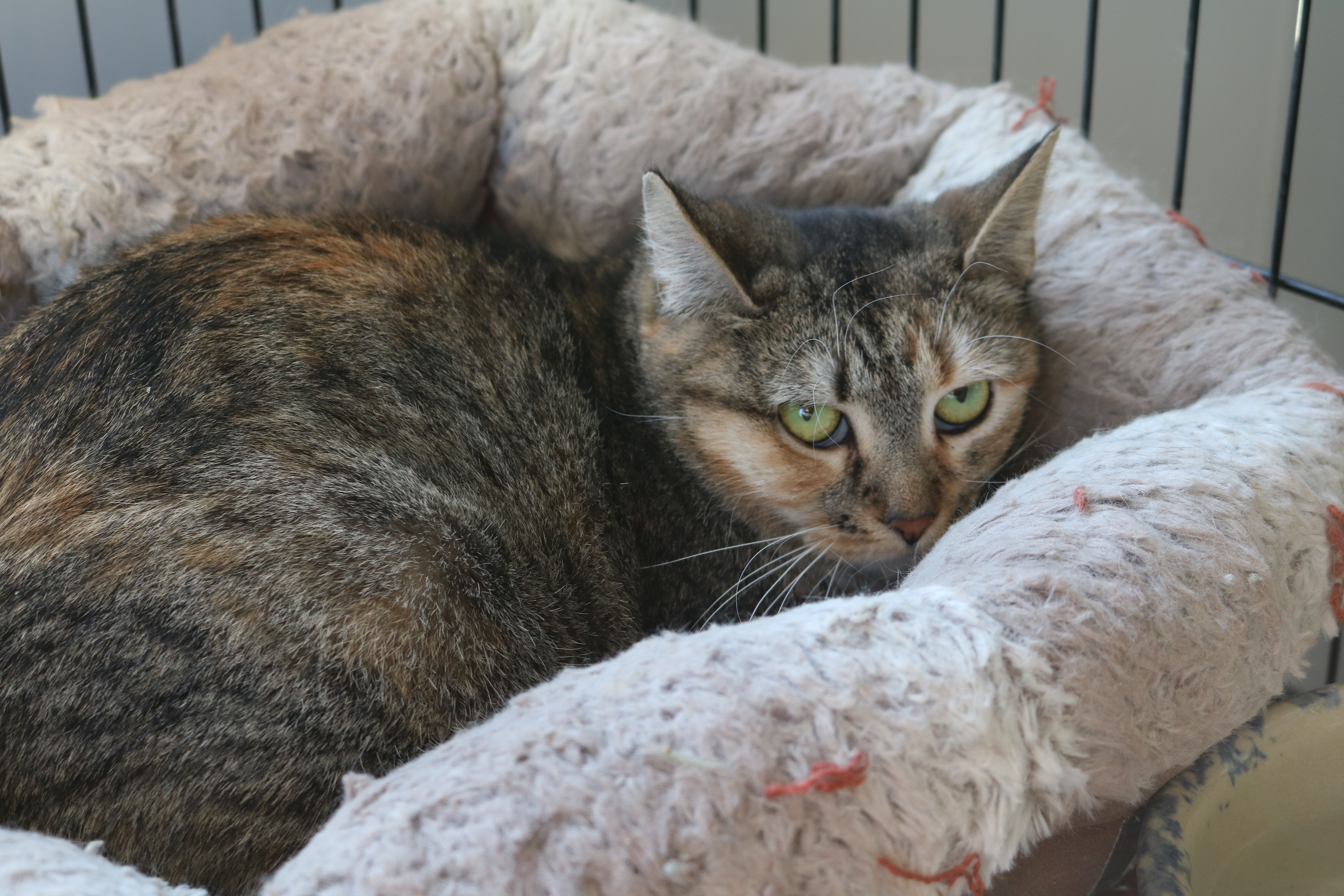 Tigress, a Adoptable Tabby in Manchester, MI image 1/2