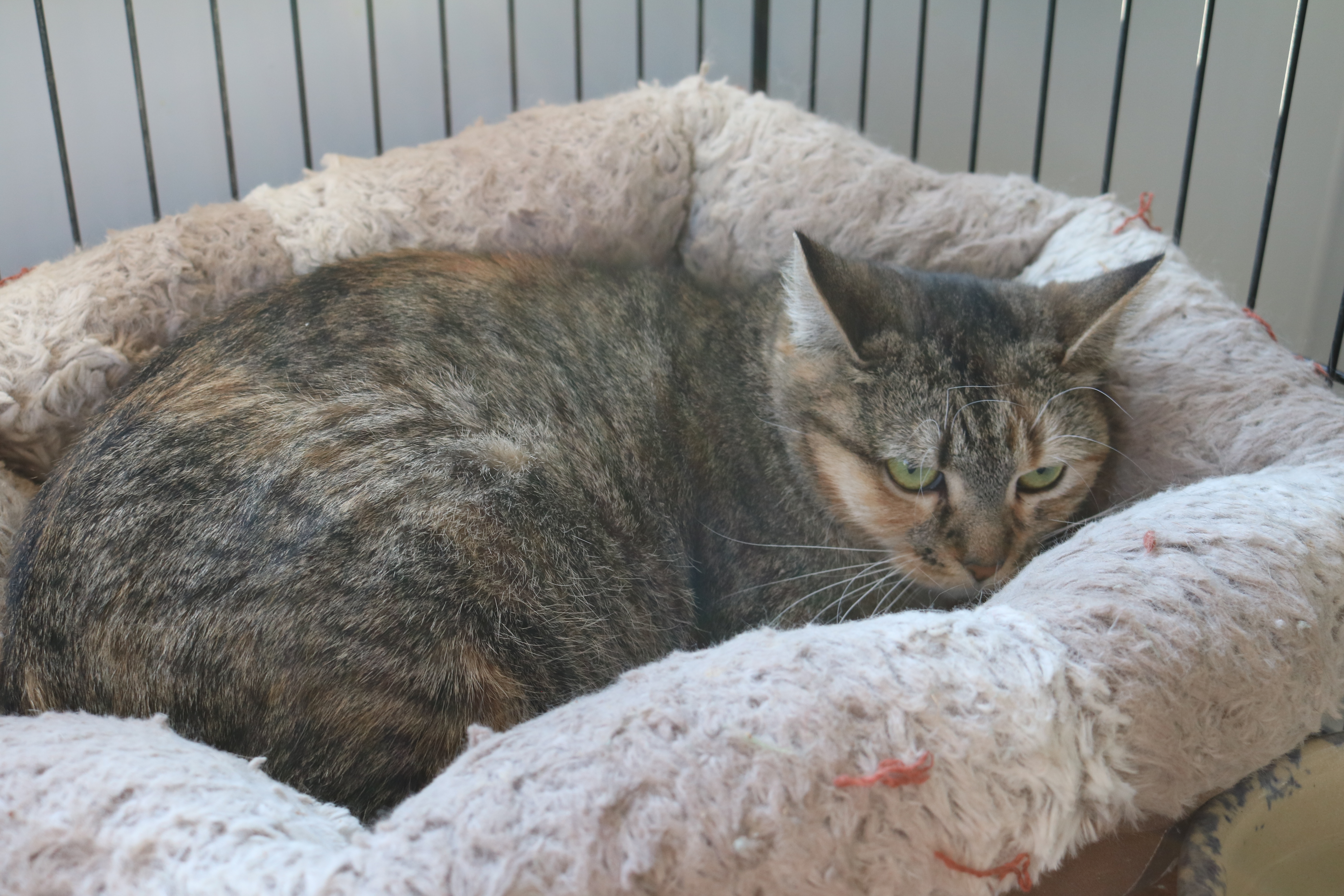 Tigress, a Adoptable Tabby in Manchester, MI image 2/2