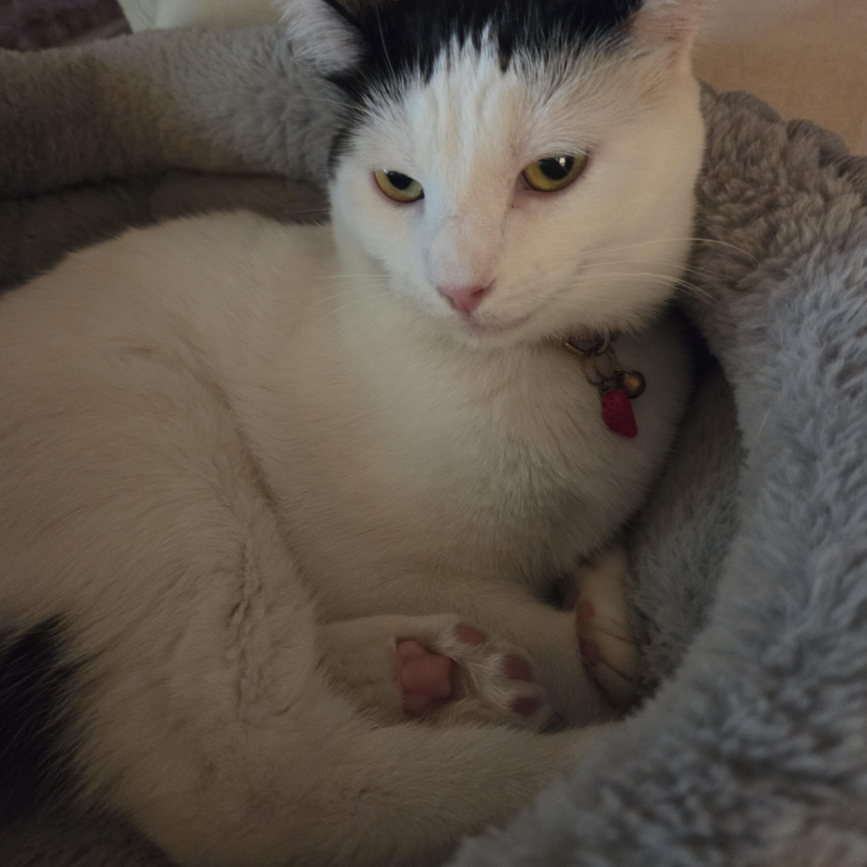 Brielle, adoptable, Kitten Female Domestic Short Hair.