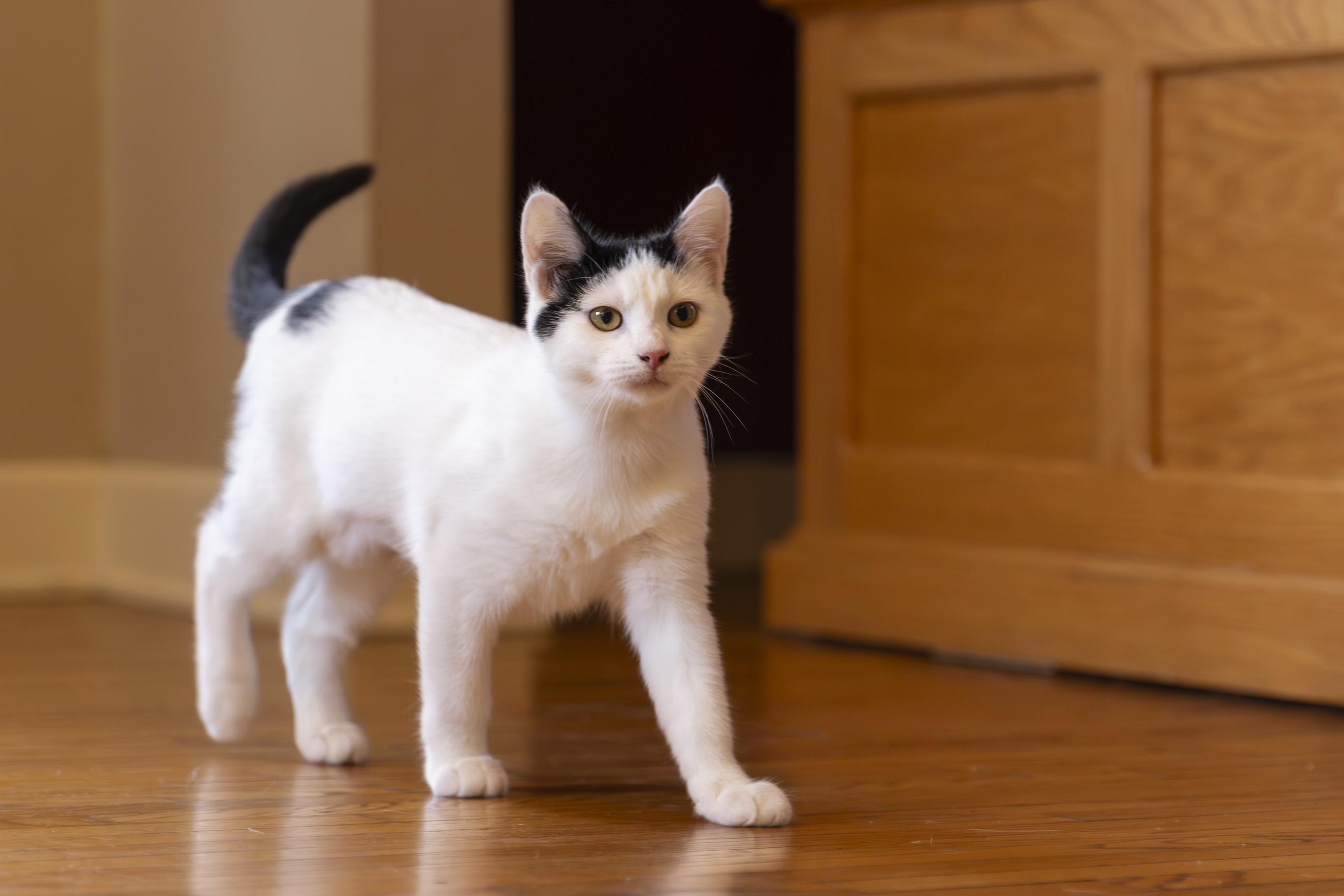 Brielle, adoptable, Kitten Female Domestic Short Hair.