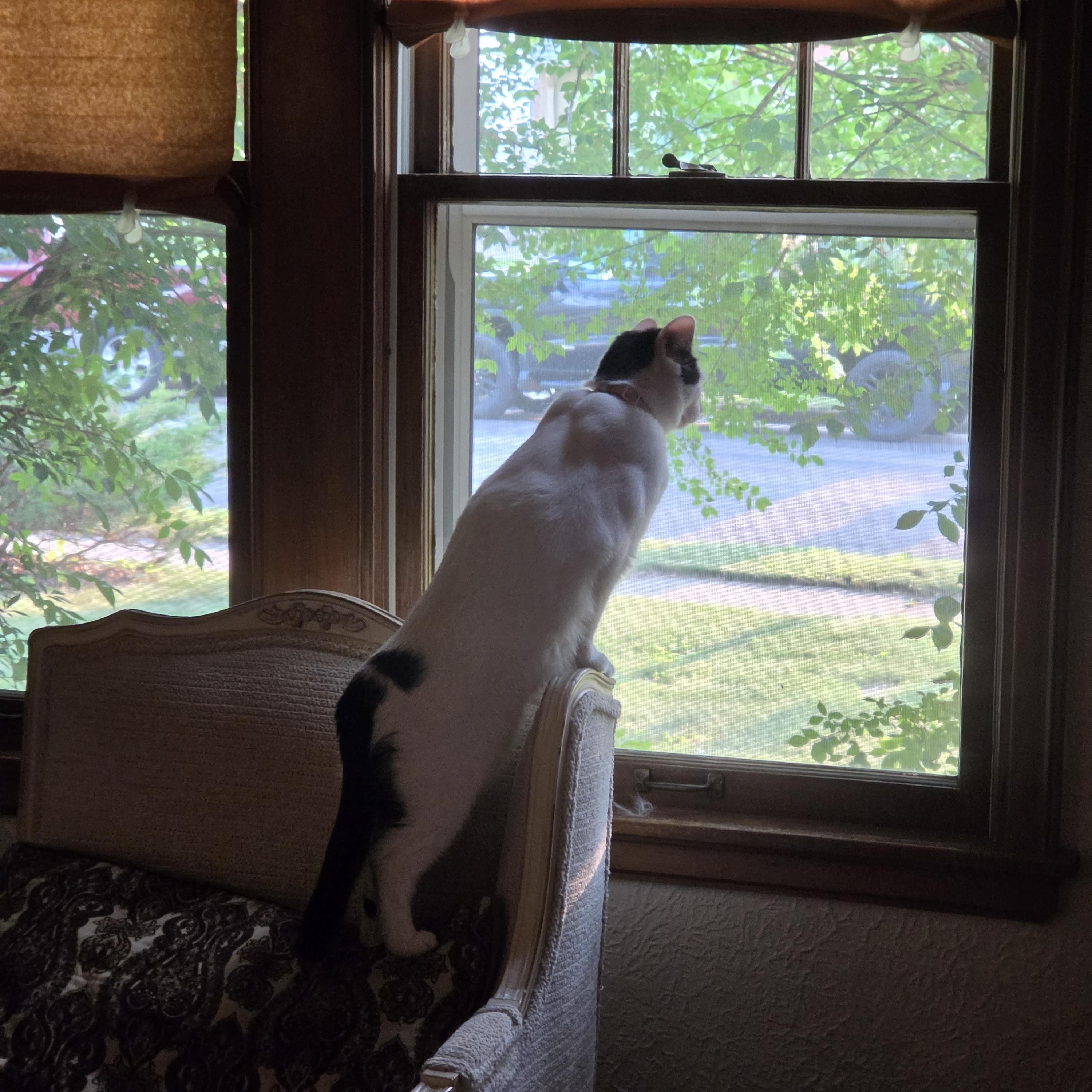 Brielle, an adoptable Domestic Short Hair in Minneapolis, MN image 5/6