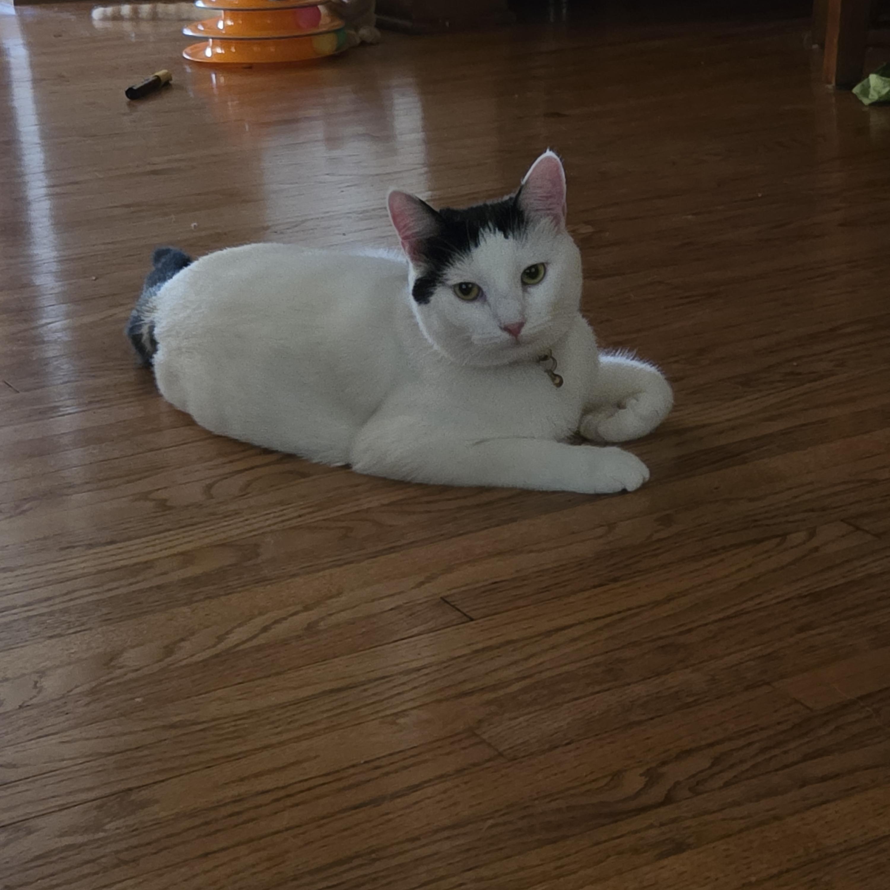 Brielle, an adoptable Domestic Short Hair in Minneapolis, MN image 4/6