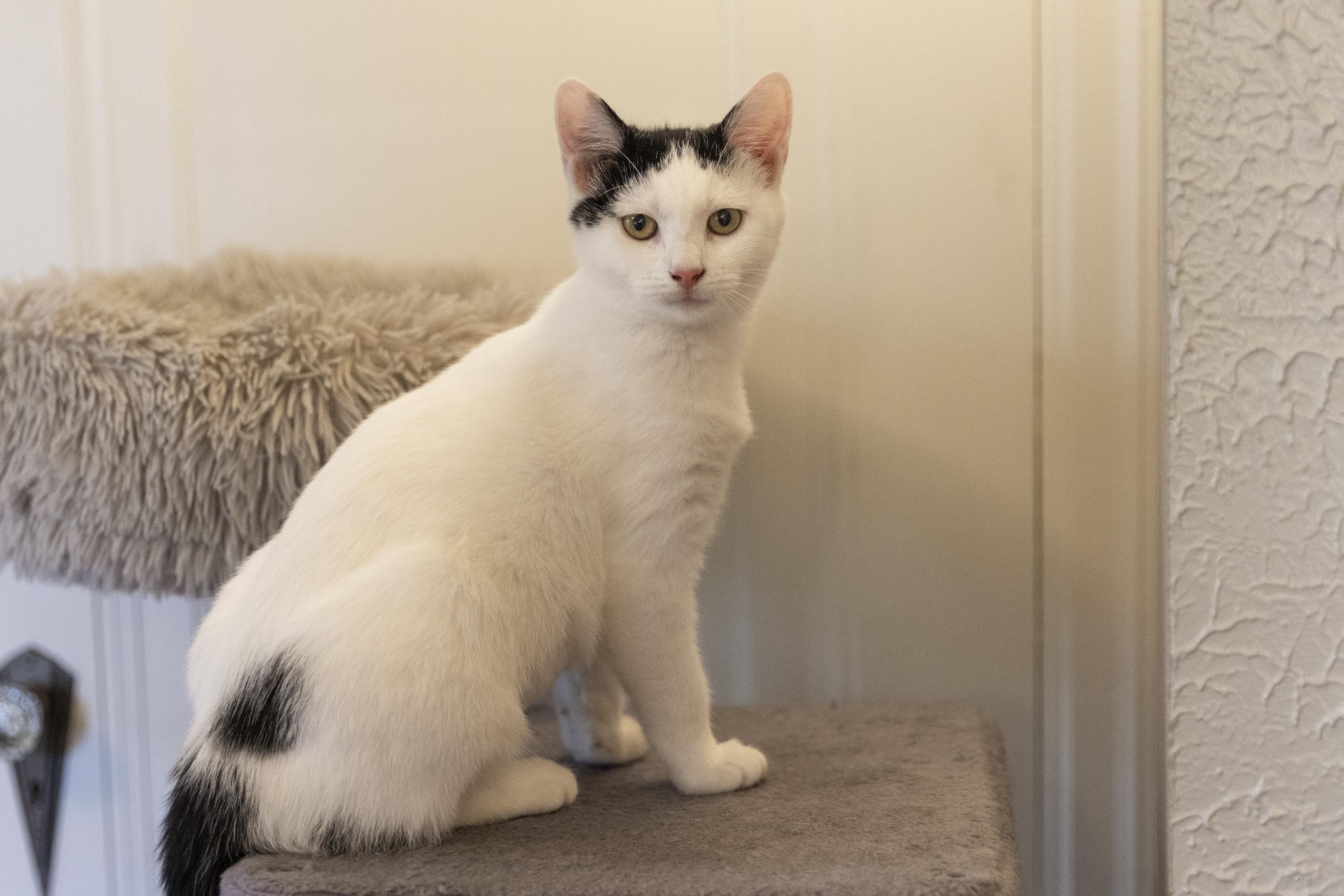 Brielle, an adoptable Domestic Short Hair in Minneapolis, MN image 2/6