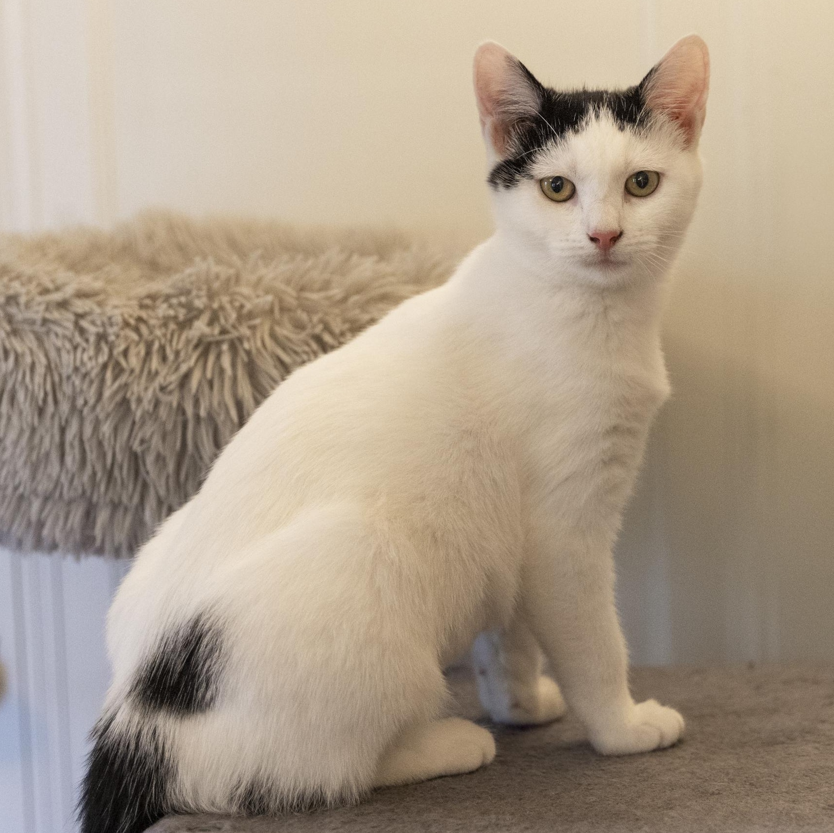 Brielle, an adoptable Domestic Short Hair in Minneapolis, MN image 6/6