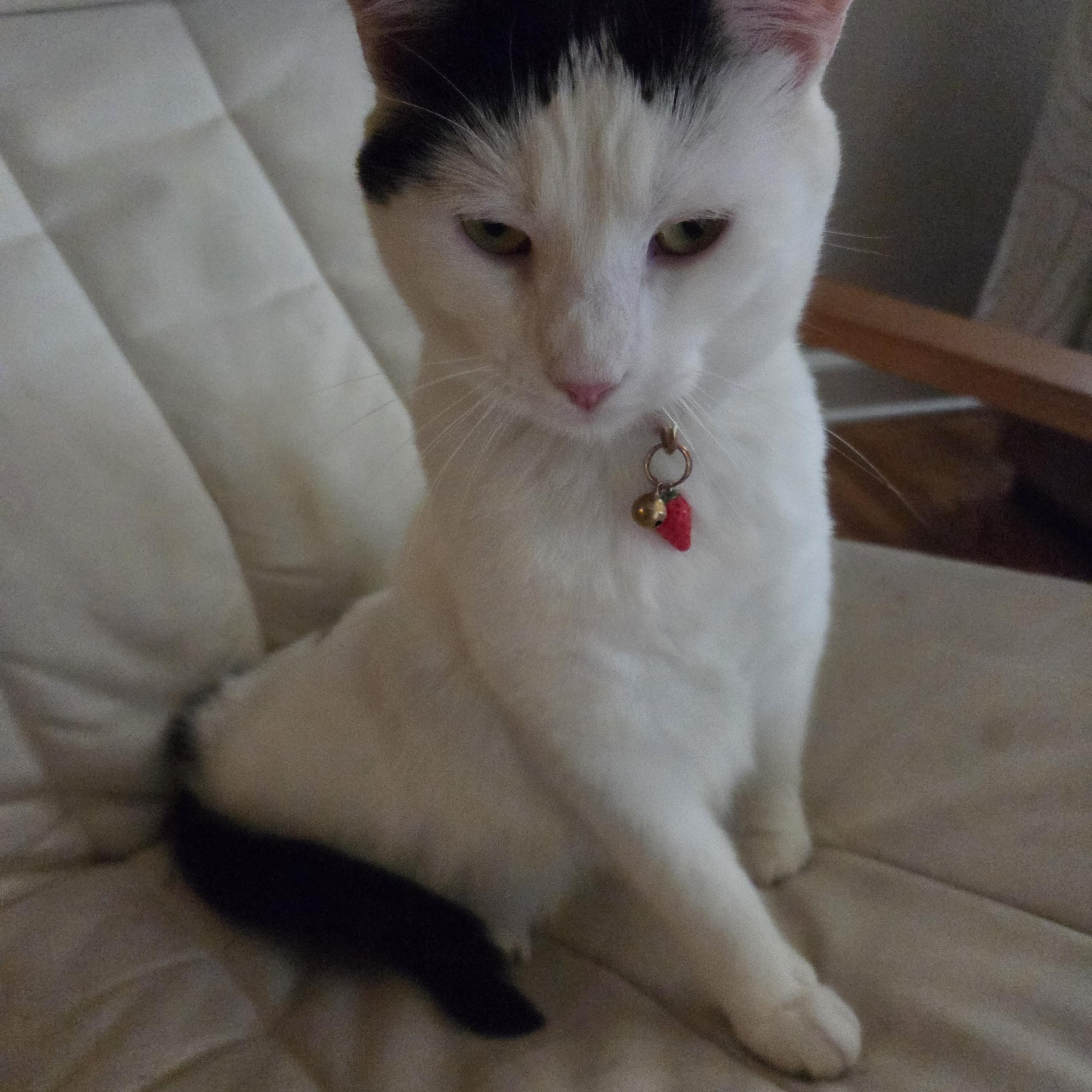 Brielle, an adoptable Domestic Short Hair in Minneapolis, MN image 3/6