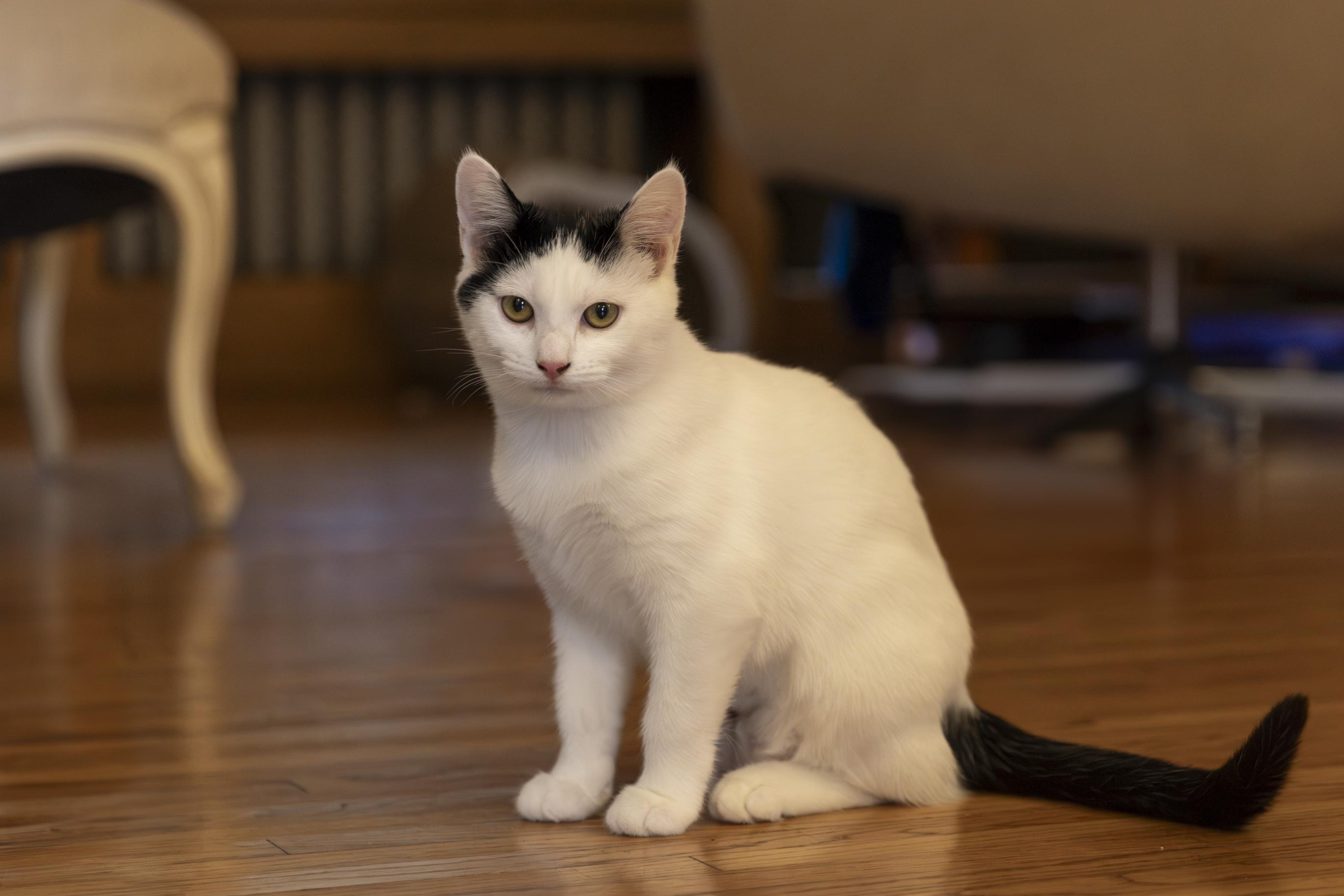 Brielle, an adoptable Domestic Short Hair in Minneapolis, MN image 3/6