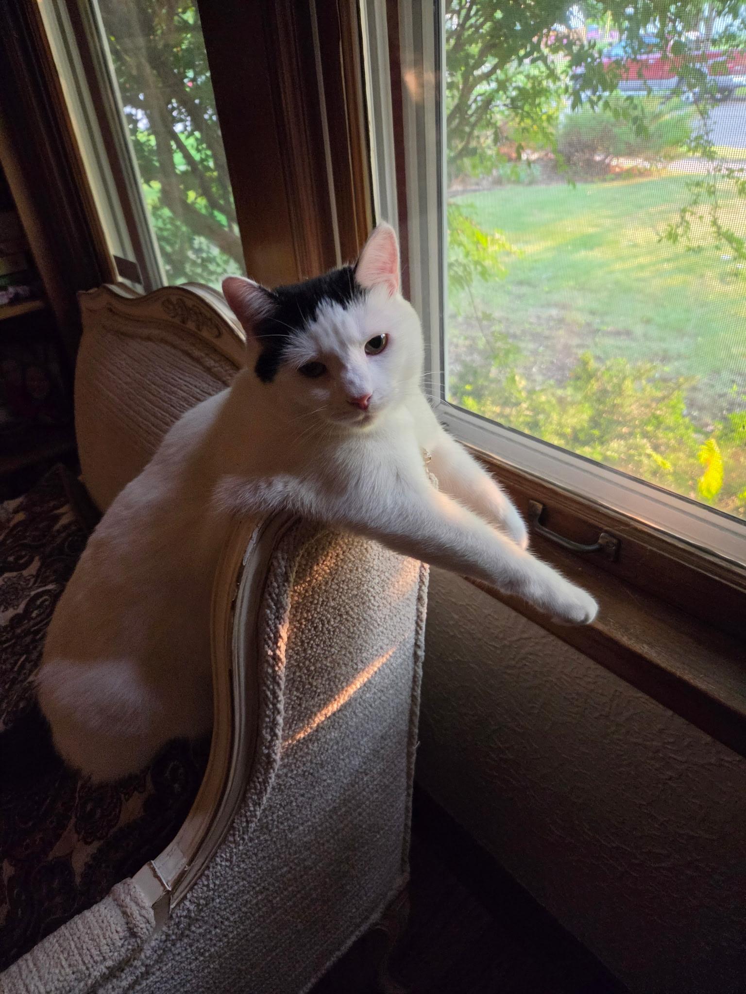 Brielle, an adoptable Domestic Short Hair in Minneapolis, MN image 2/6