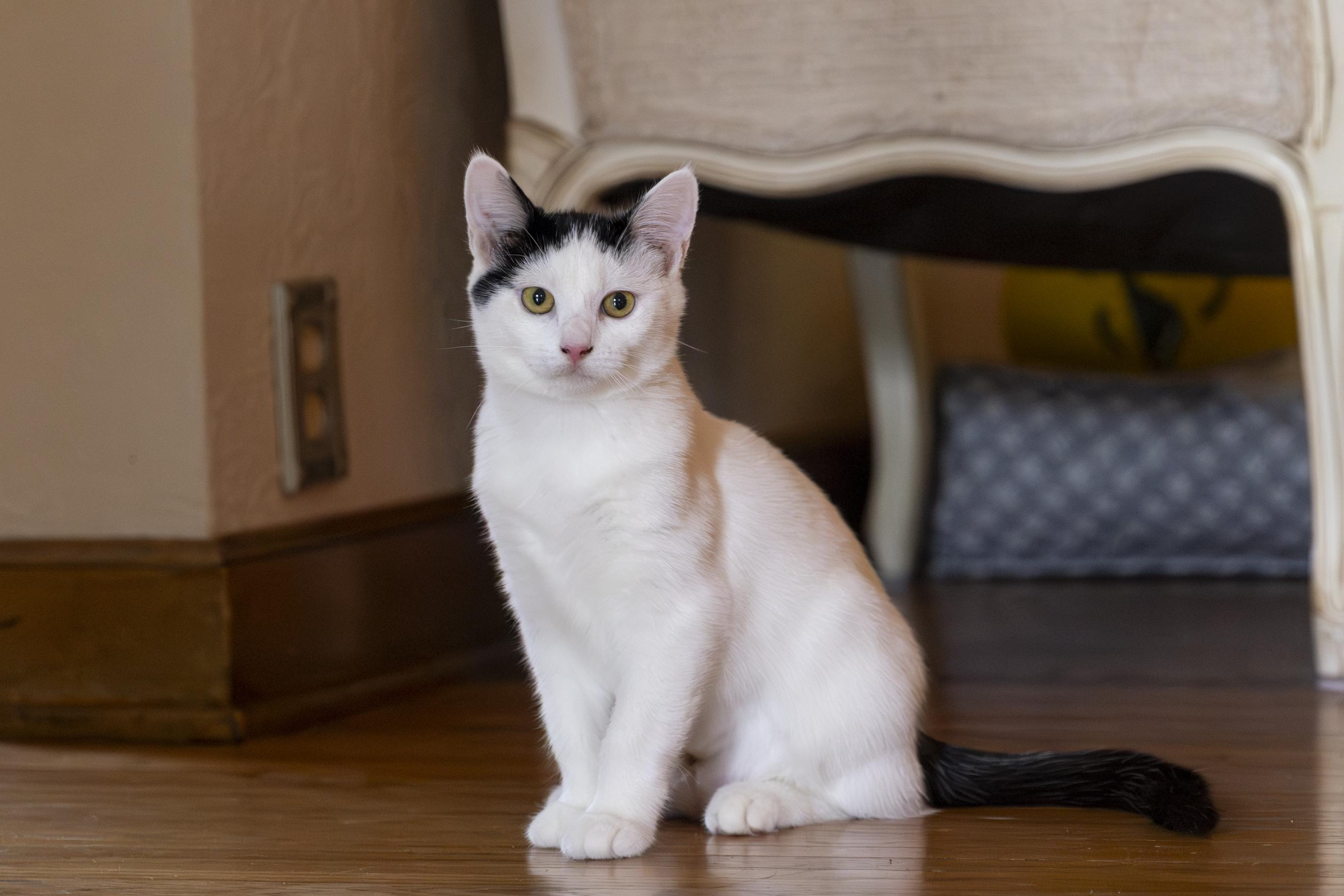 Brielle, an adoptable Domestic Short Hair in Minneapolis, MN image 4/6
