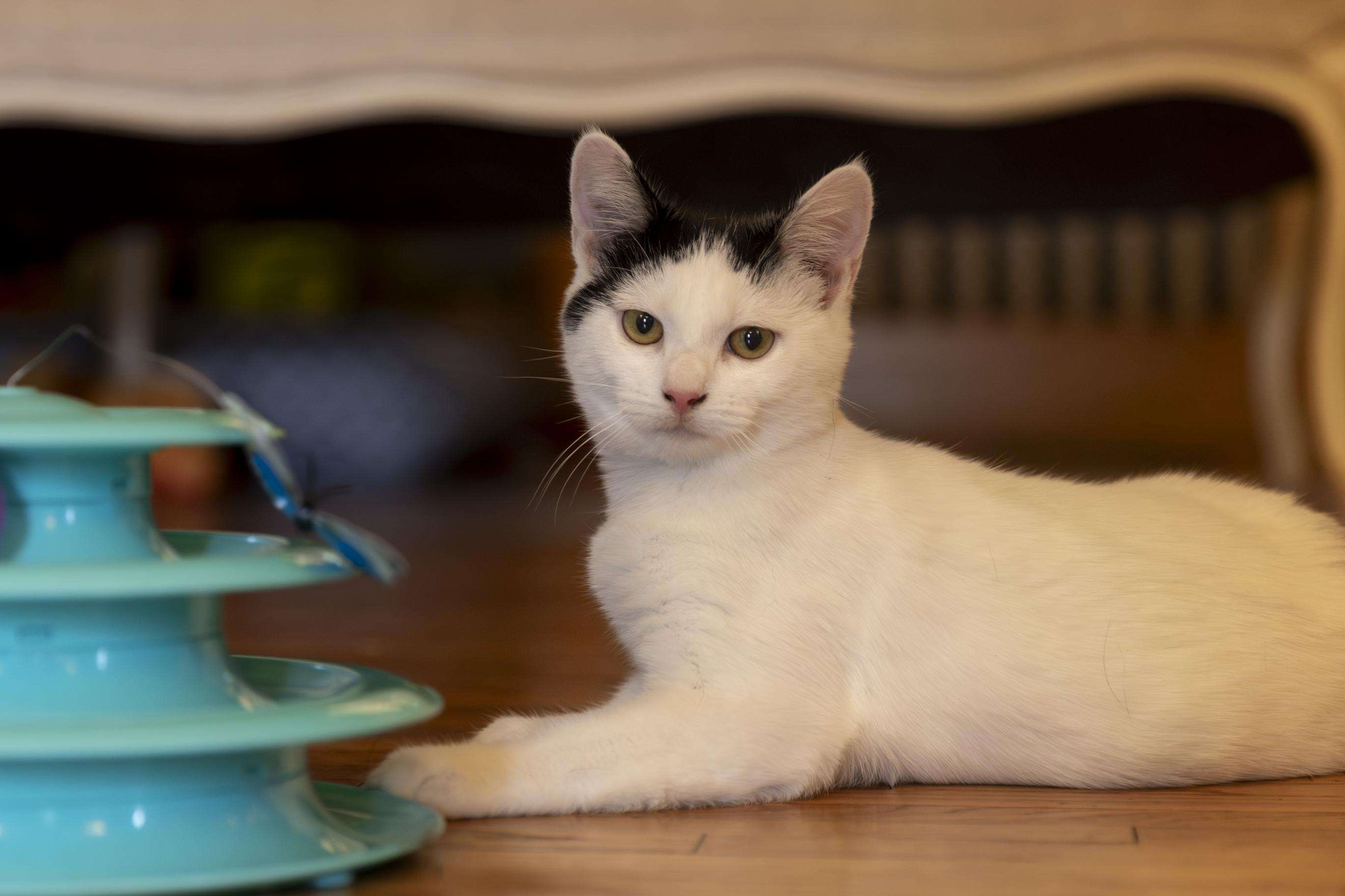 Brielle, an adoptable Domestic Short Hair in Minneapolis, MN image 5/6