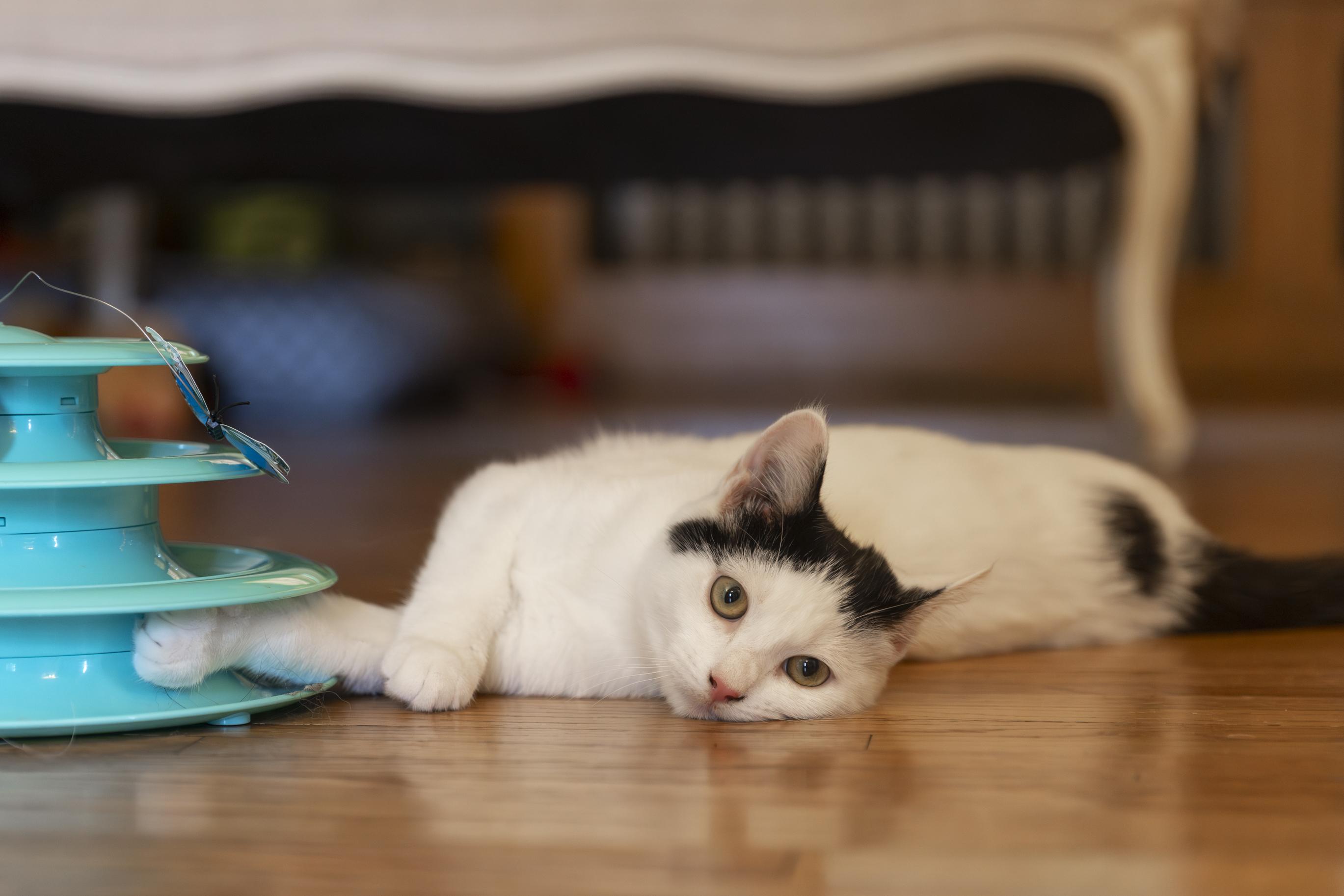 Brielle, an adoptable Domestic Short Hair in Minneapolis, MN image 6/6