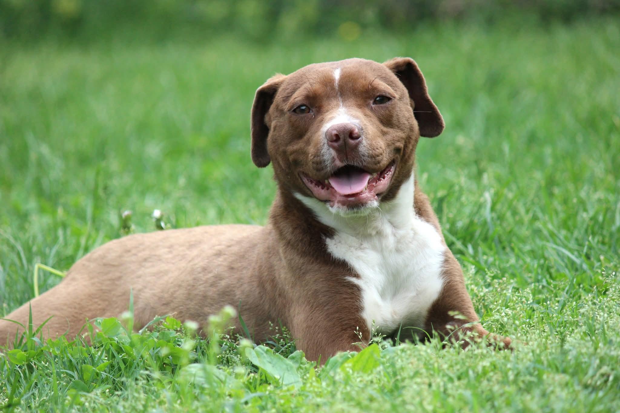 Wemby, ADOPTABLE, Young Male Pit Bull Terrier.
