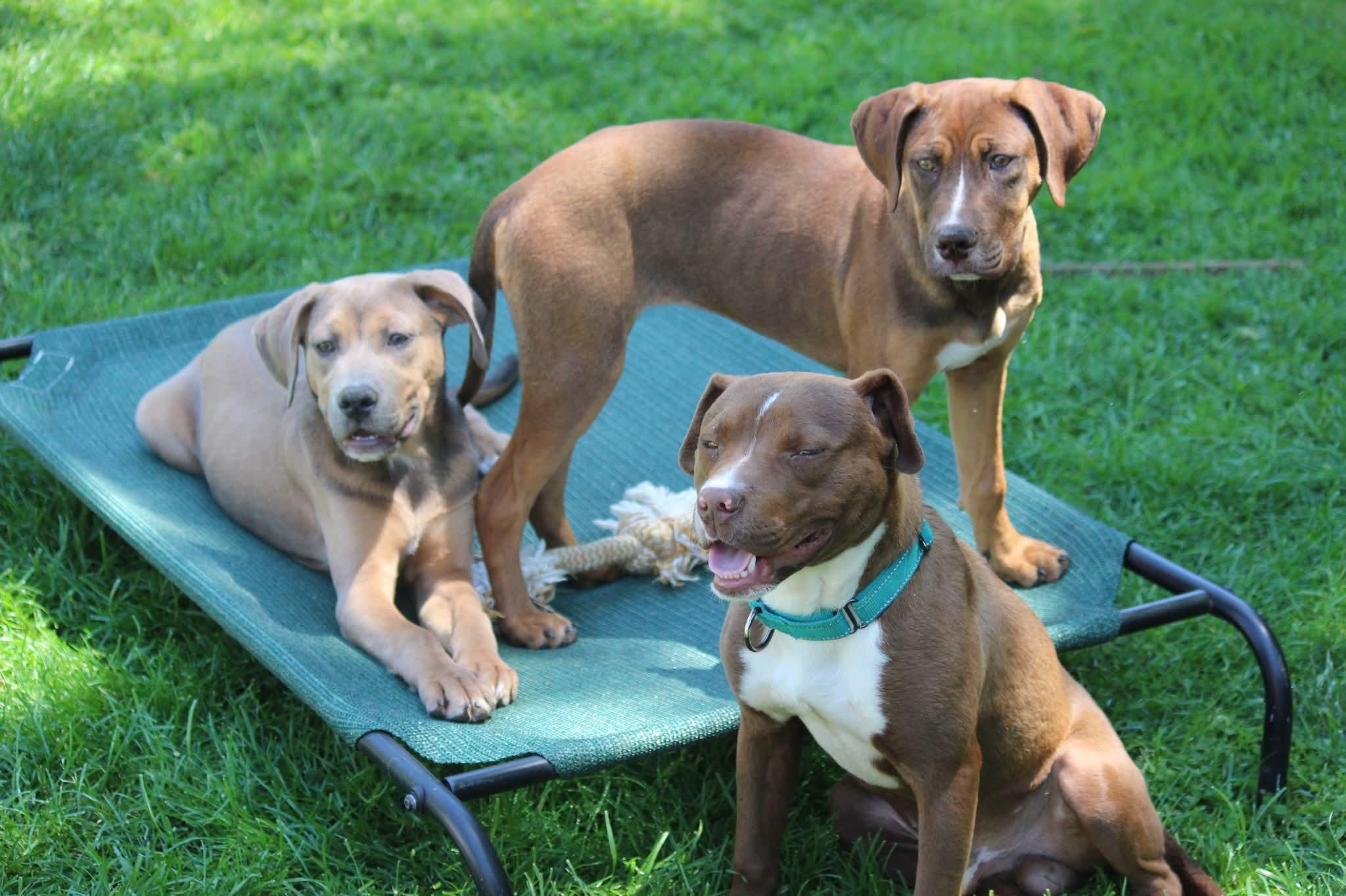 Enlarge Wemby, a ADOPTABLE mixed breed in Huntington, WV image 5/5