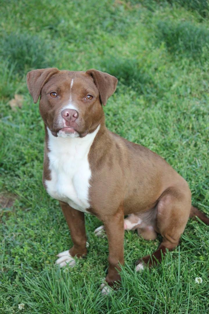 Enlarge Wemby, a ADOPTABLE mixed breed in Huntington, WV image 4/4