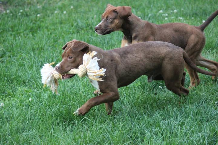 Enlarge Wemby, a ADOPTABLE mixed breed in Huntington, WV image 2/4